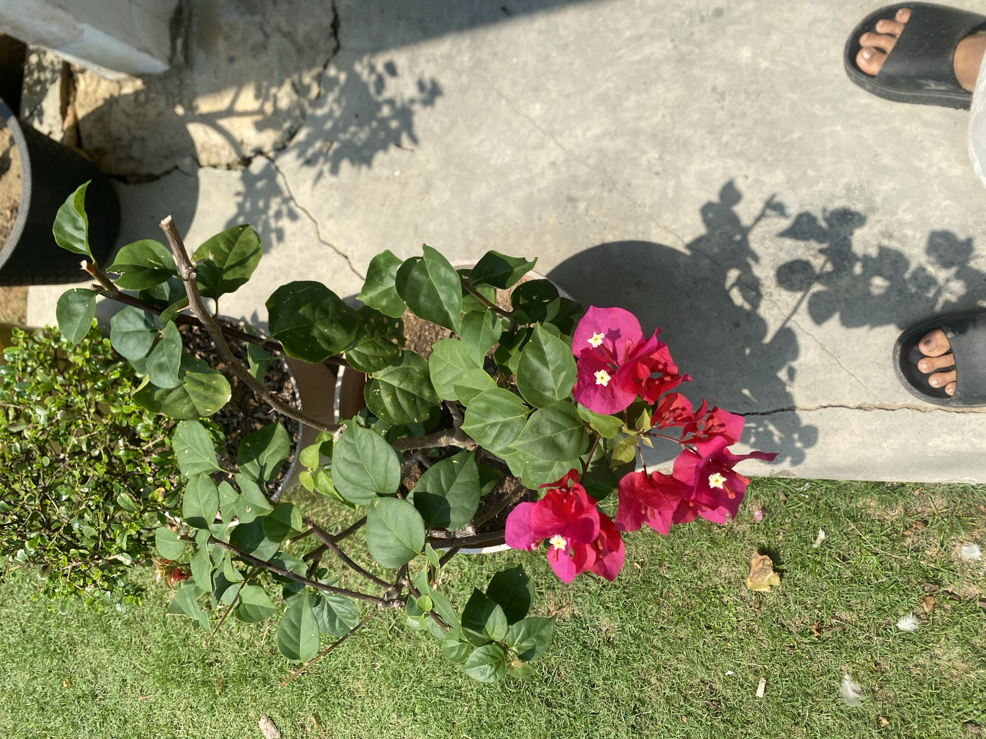 This is a high-angle shot of potted flowering plants with bright pink bracts and green leaves, placed on a cracked concrete surface next to a lawn. A shadow of the plant is cast on the concrete. Two feet wearing black sandals are visible at the bottom of the frame. The scene appears to be outdoors, likely in a residential or public area in Batam, Indonesia.