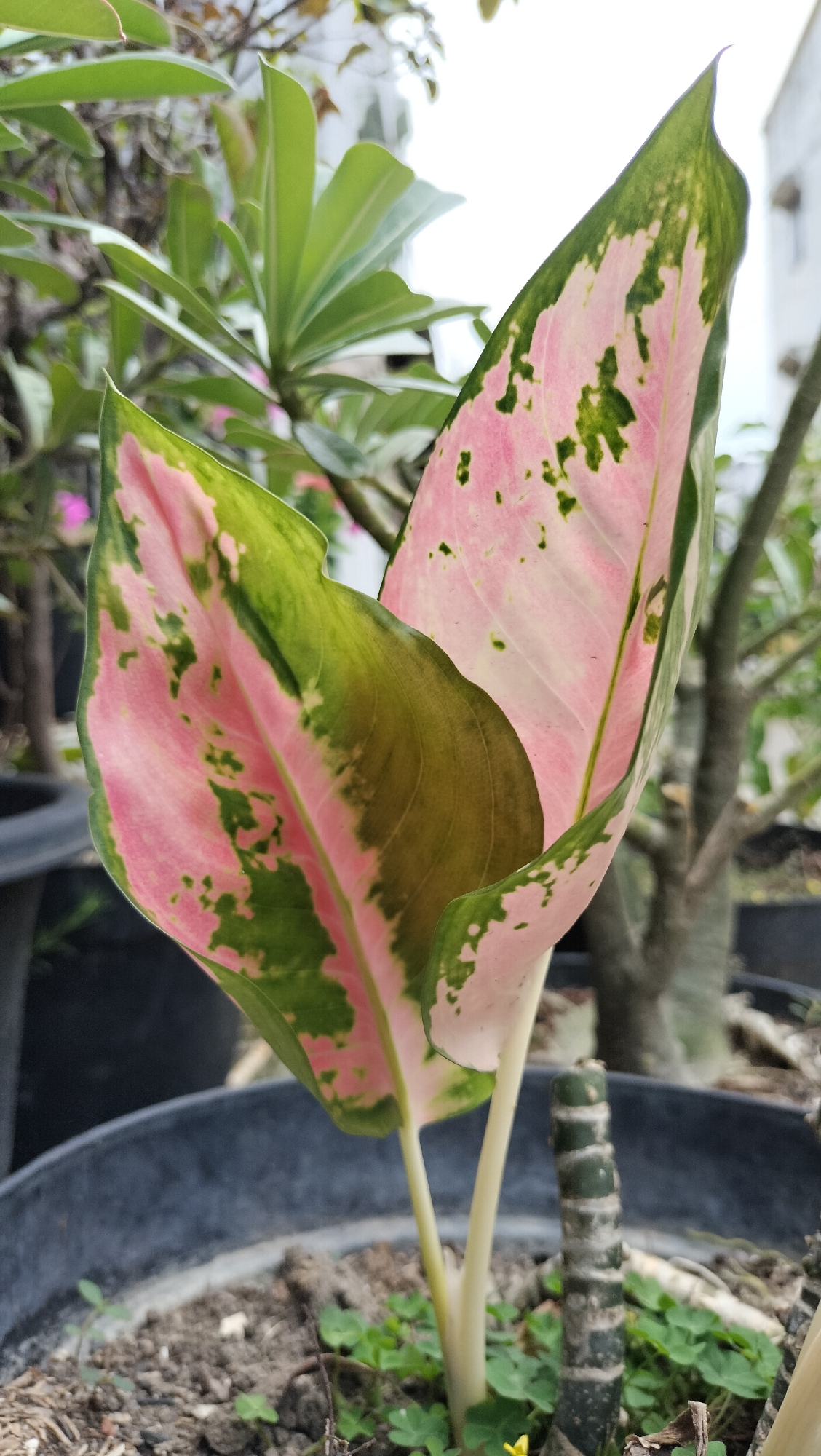 The image shows a close-up of a pink and green variegated plant in a black pot outdoors. The plant has two large leaves, with the front leaf partially obscuring the leaf behind it. The leaves have prominent pink and green markings. The background is blurred, showing other plants, a building, and what appears to be a cloudy sky. The pot contains soil and small green plants. The scene is likely in an urban outdoor environment, possibly a garden or yard, in Lhokseumawe, Indonesia, given the foliage and architectural hints.