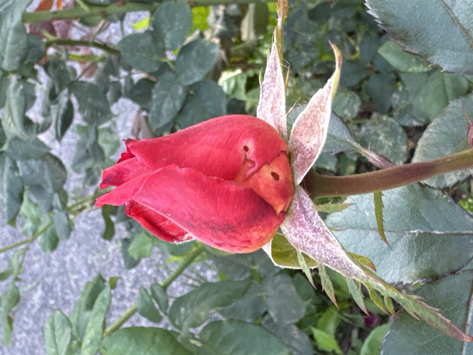A single, unopened red rosebud is the central subject of this close-up photograph, taken outdoors. The rosebud is a vibrant red, with some darker maroon markings and small, round holes visible on its surface, suggesting possible insect damage. The sepals, which are the green, leaf-like structures at the base of the bud, are partially unfurled and show signs of browning and a dusty, patterned texture. The stem is a reddish-brown.
The rose is set against a background of blurred green rose leaves and stems. In the upper left portion of the background, a mottled grey surface, possibly a wall or concrete, is visible. The lighting appears to be natural daylight, casting soft shadows and highlighting the textures of the rose. The overall impression is of a garden setting. The image does not contain any people or indicate any specific location within Steklyannyi, Russia.