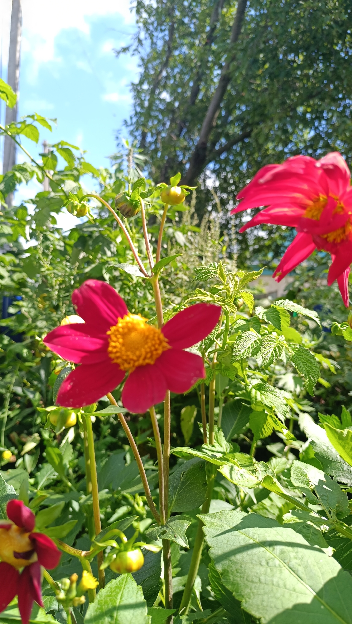 This image depicts a close-up view of bright pink dahlias with yellow centers, set against a backdrop of lush green foliage and a partially visible blue sky. The flowers are in bloom, with some showing unfurled petals and others appearing as buds. The scene is outdoors, likely in a garden, with sunlight casting shadows. The image does not contain any people or specific urban landmarks, making it impossible to ascertain its location within Karsha, Russia, or any other city.