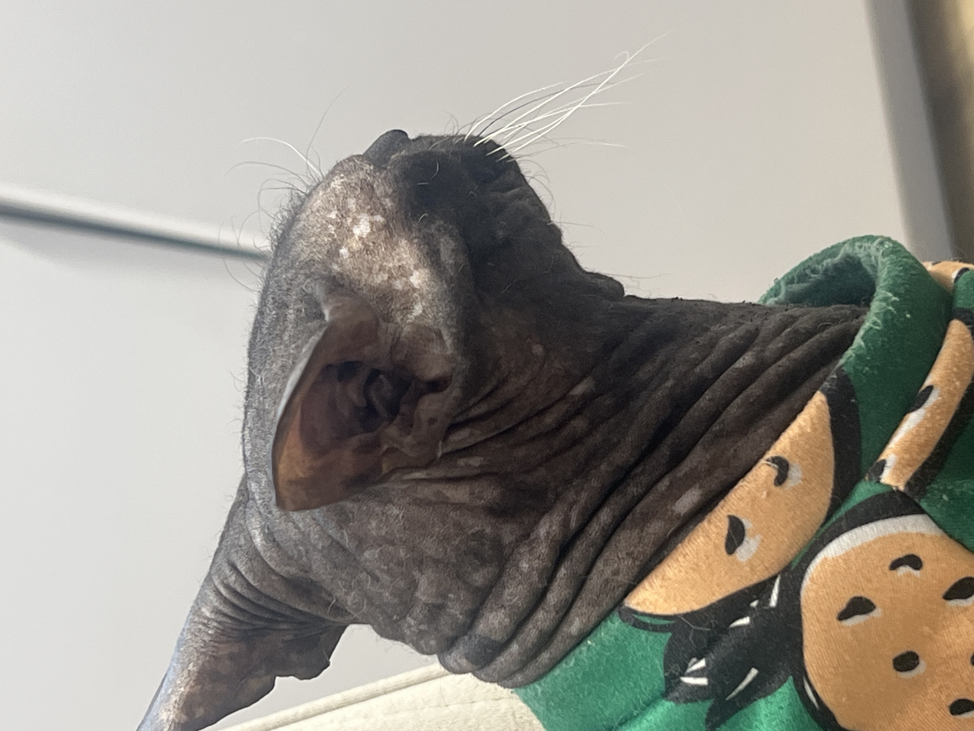 The image is a close-up, side-profile shot of a hairless cat wearing a green garment with a fruit pattern. The cat's skin is wrinkled and dark gray, with some lighter patches and sparse, thin hairs. Its large, pointed ears are visible, and long, white whiskers extend from its snout. The cat is looking to the right, with its head slightly tilted. The background is a plain, light gray, suggesting an indoor setting. There is no information in the image to indicate its location in Votkinsk, Russia.