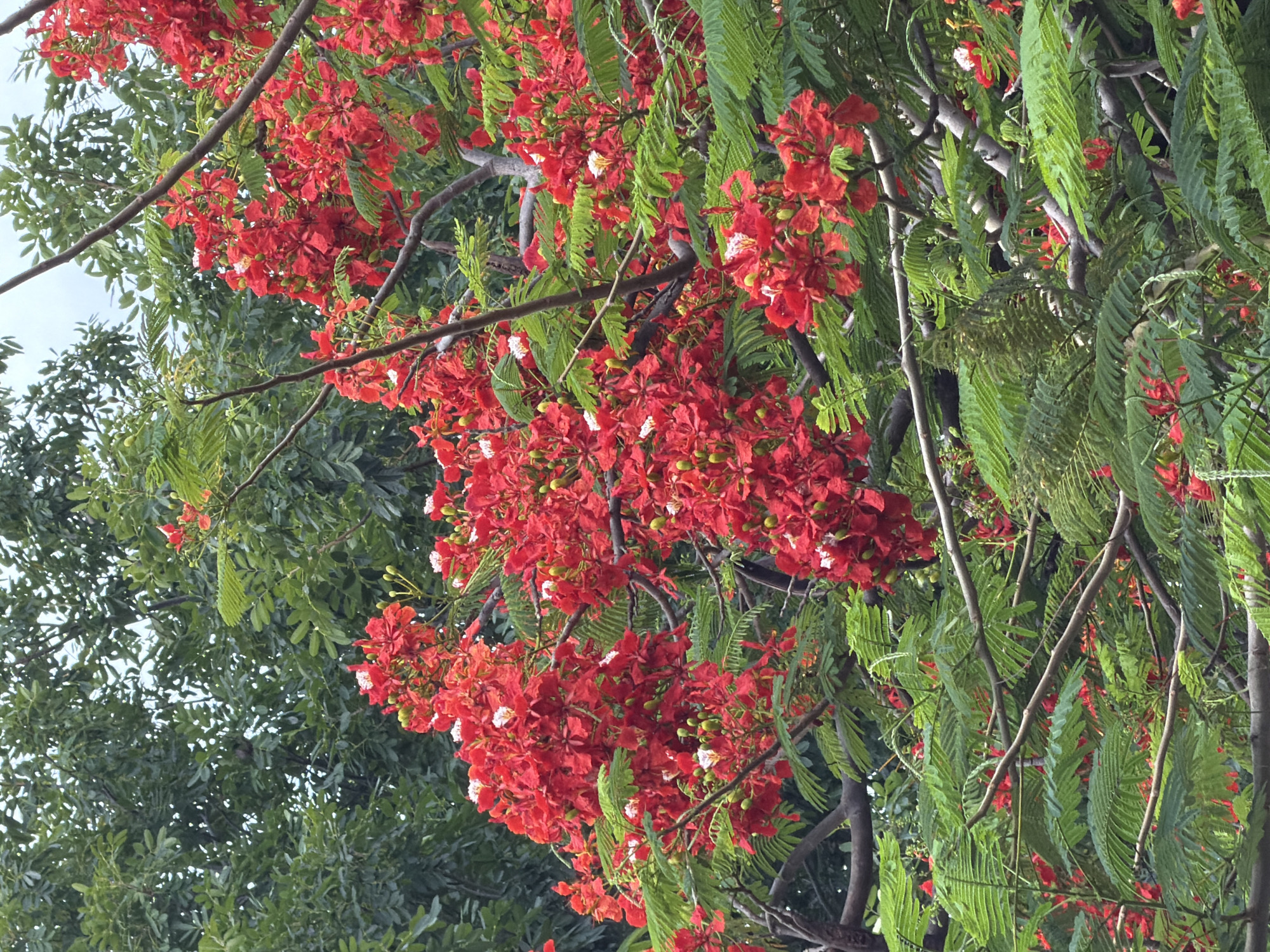 This image depicts a close-up view of a flamboyant tree (Delonix regia) in full bloom, its vibrant red flowers and green foliage dominating the frame. The tree's branches, thick and grey, crisscross the scene, supporting clusters of delicate, red petals that have small white accents. The feathery, compound leaves of the tree are a lush green, creating a dense canopy. In the background, the greenery of other trees is visible, suggesting a natural or park-like setting within the city of Nha Trang, Vietnam. The sky above is overcast and light grey. There are no people or animals visible in the image.