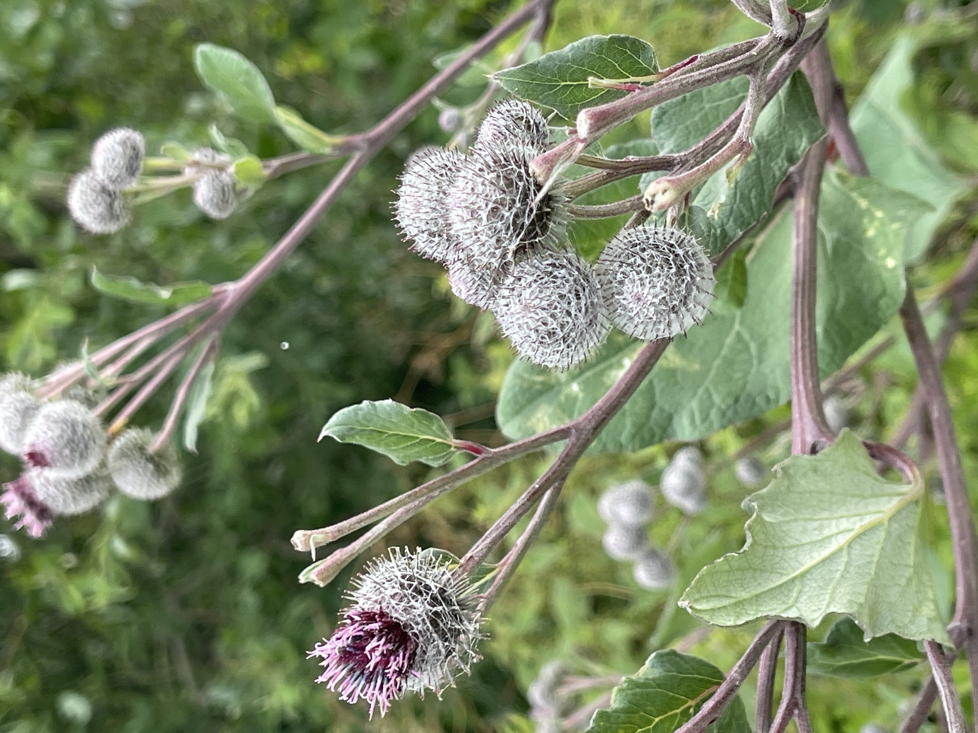 The image shows a close-up of burdock seed heads and leaves on a stem. The burdock plant is in an outdoor environment with blurred green foliage in the background. One burdock seed head on the left is partially open with purple florets showing, while several other closed, fuzzy seed heads are clustered on the right side of the frame. The stems are purplish-brown, and the leaves are green with visible veins. There are no people or animals visible in the image. The scene appears to be in Zelenogradsk, Russia, likely in a natural or semi-natural area such as a park or roadside verge.