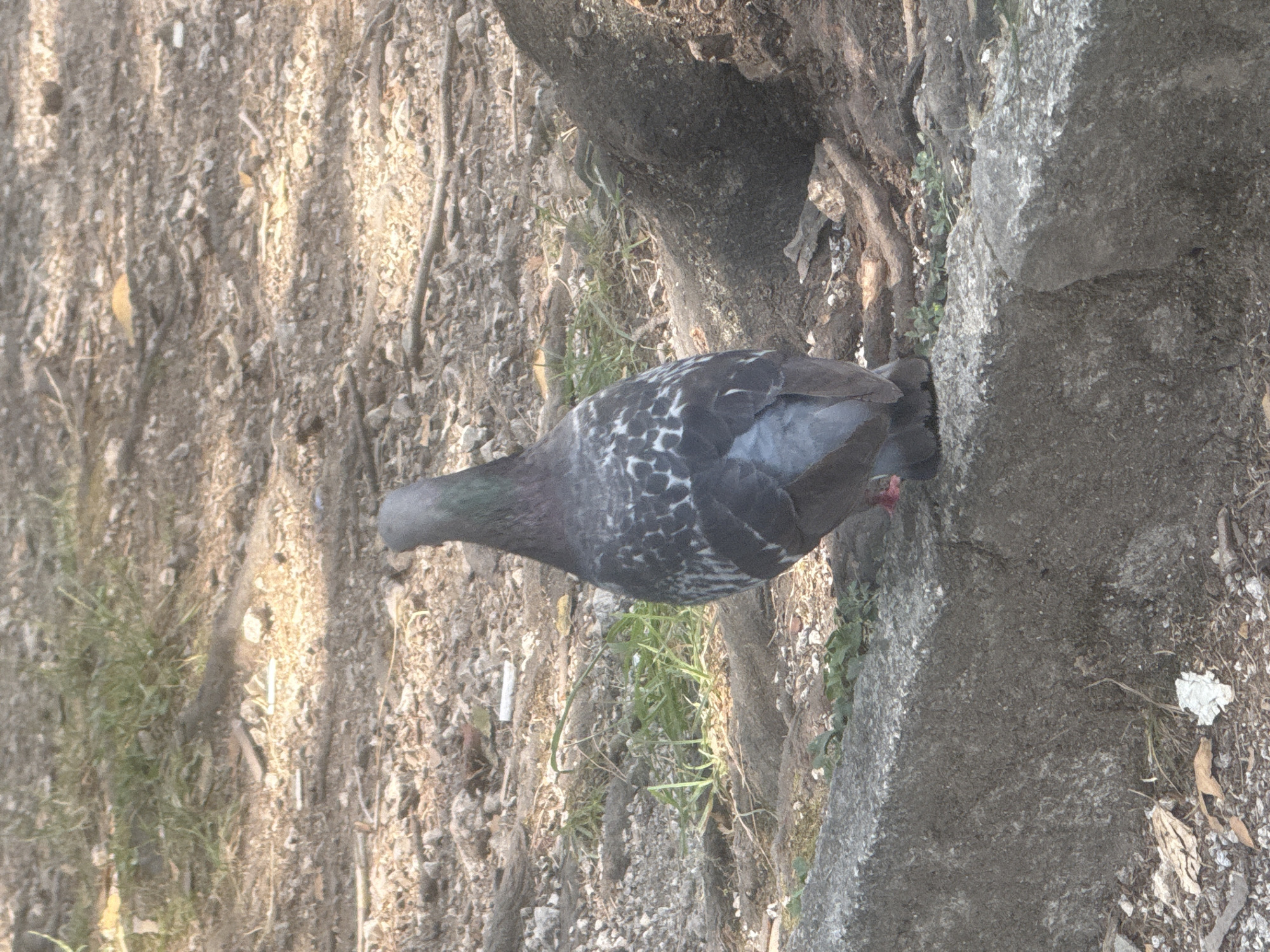 The media file is a photograph of a pigeon on the ground near a tree trunk and a large rock. The pigeon is gray with white markings on its back and wings. It appears to be foraging or resting. The ground is covered in dirt, leaves, and small stones, with some patches of grass. The lighting suggests it is daytime, and the environment appears to be outdoors. The scene has a natural, somewhat unkempt feel, possibly a park or a natural area. There is no visible text in the image.