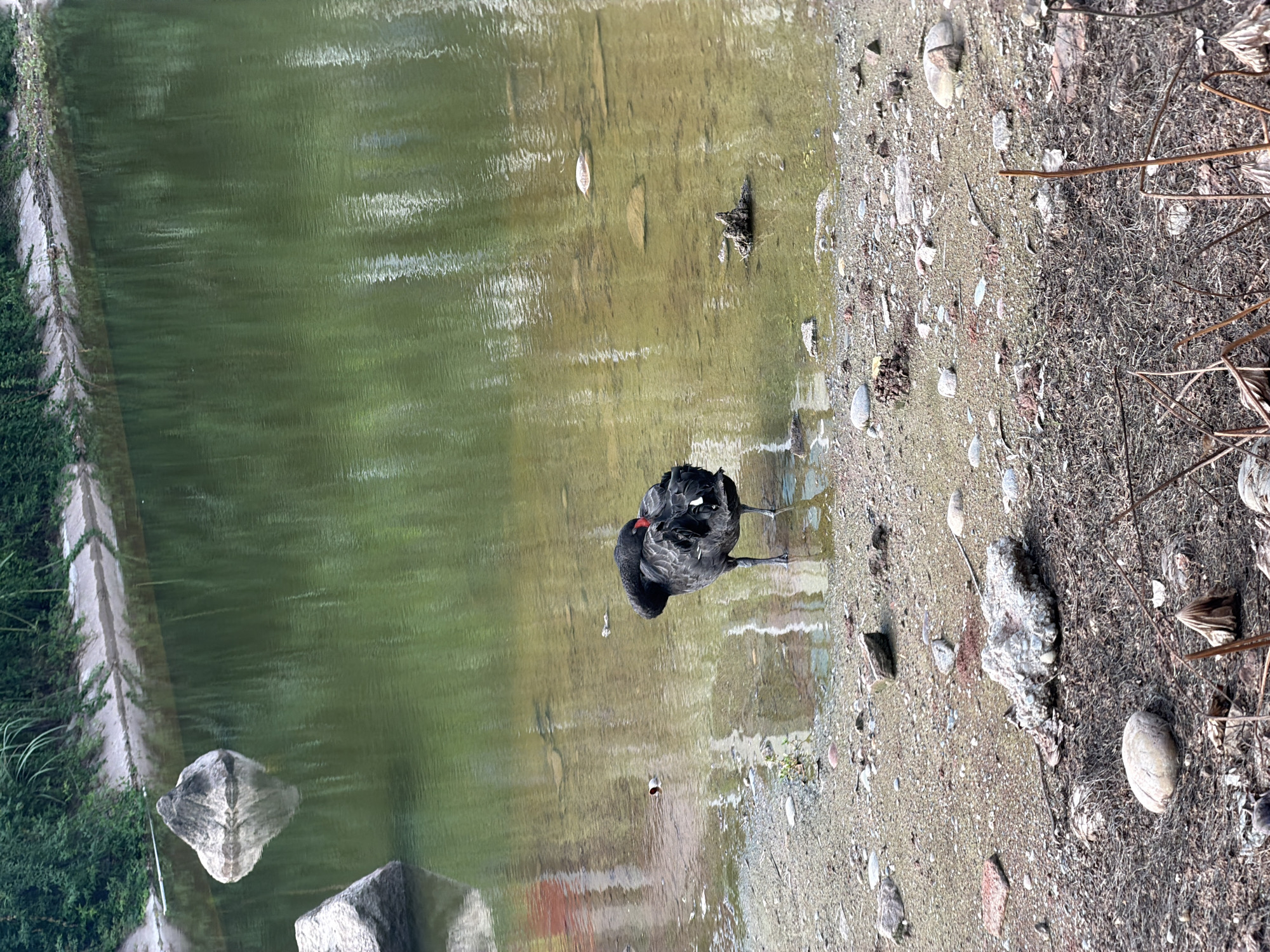 In the city of Jiangjin, China, a solitary black swan stands on the muddy bank of a calm, green body of water. The swan is preening, with its head tucked into its back. The bank is littered with small stones, pebbles, and dried plant debris. In the water, several rocks are visible, some submerged and others breaking the surface. The water itself reflects the surrounding greenery and the sky, creating a dappled effect. Further back, the bank is lined with dense green foliage. The scene appears serene, with no other animals or people visible.