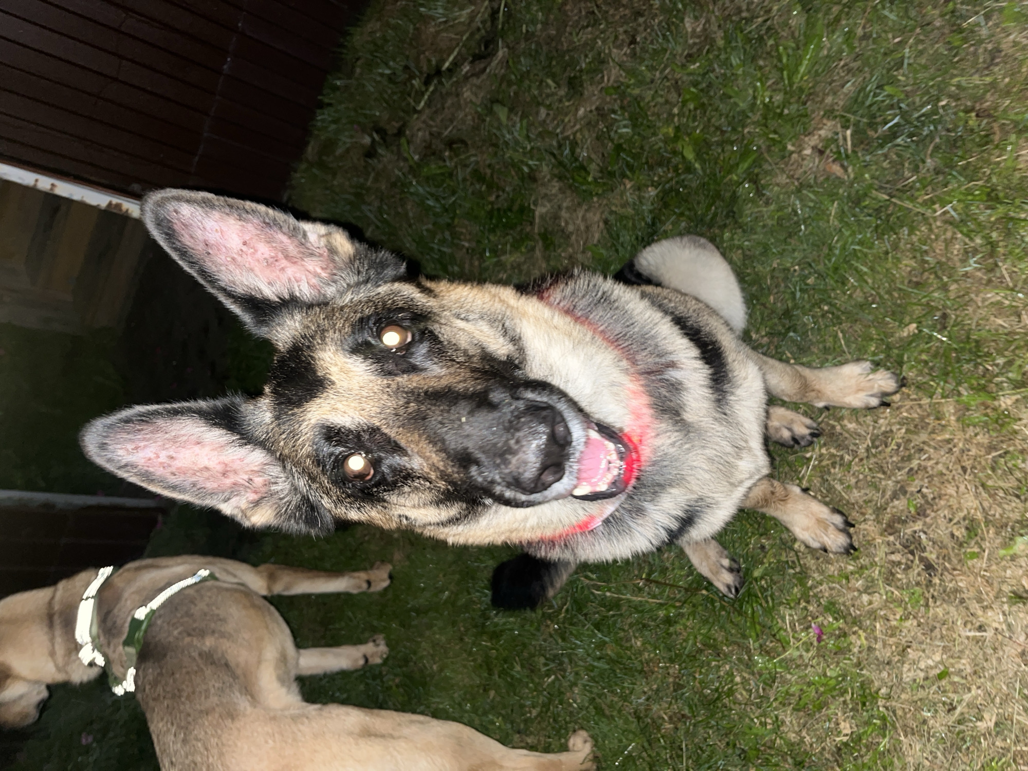 A German Shepherd dog is sitting on a grassy area outdoors at night. Another dog, a lighter-colored breed, is partially visible in the background. The German Shepherd is looking directly at the camera with its mouth slightly open. The dog has a red collar and its ears are large and alert. The ground is covered in grass and there is a wooden fence in the background. The scene is dimly lit, suggesting it is evening or nighttime. The location is the city of Nizhny Tagil, Russia.