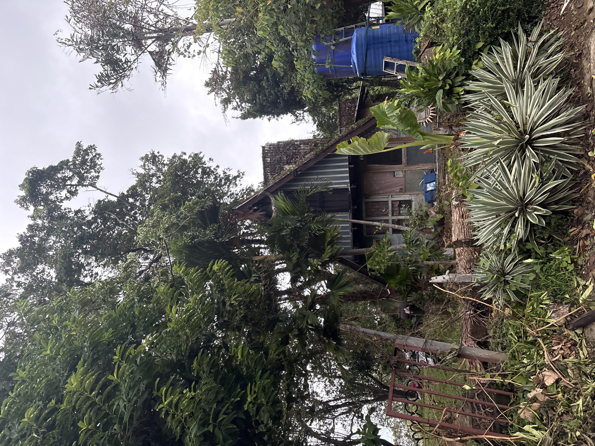 The image depicts a building partially obscured by lush vegetation, likely located in a tropical or subtropical environment. The building appears to be a simple structure with a steeply pitched roof. A large blue water tank and a ladder are situated behind the building. Various trees and plants surround the structure, including some with spiky leaves. A rusty metal gate is visible in the foreground. Overcast sky suggests a cloudy day. The location is in Karon, Thailand, but it is not possible to confirm it forensically using only the image. There are no people visible in the image.