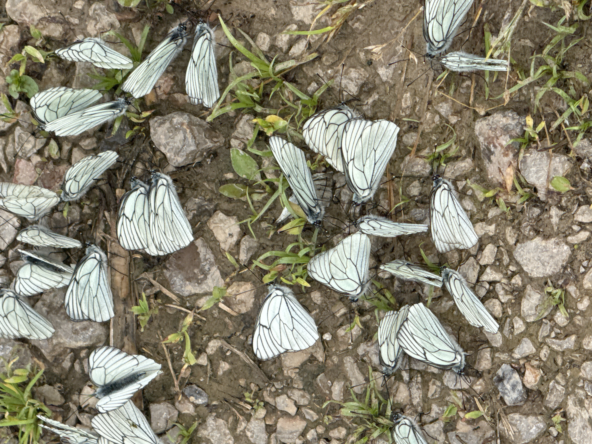The image depicts a close-up, overhead view of a congregation of black-veined white butterflies resting on damp, rocky ground with sparse vegetation. The butterflies, characterized by their white wings with black venation and dark bodies, are scattered across the scene, with many clustered together. Some are fully open, displaying their wing patterns, while others have their wings partially or fully closed. The ground is a mixture of dirt, small to medium-sized grey and brown stones, and patches of green grass and weeds. The overall impression is of a natural environment, likely a woodland path or clearing, consistent with the rural setting of Dragovishtitsa, Bulgaria. There are no humans or any signs of human activity visible in the image.