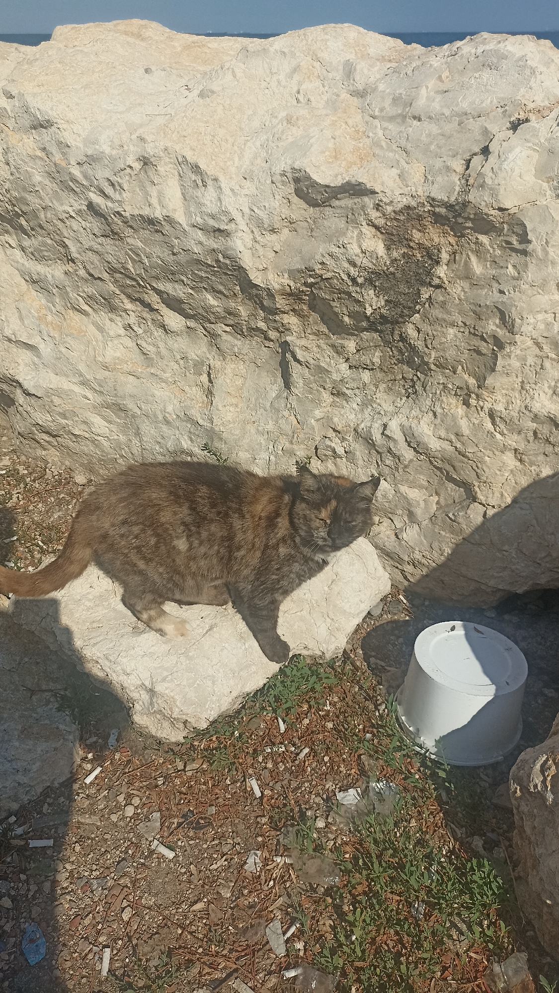 In Yenişehir, Turkey, a tortoiseshell cat rests on a light-colored rock against a large, textured rock formation. The cat is positioned mid-frame, facing right, with its eyes partially closed. The ground surrounding the rocks is a mix of dirt, pebbles, dry leaves, and scattered cigarette butts. To the right of the cat, a white plastic bucket sits on the ground. In the background, a sliver of blue water and sky is visible, suggesting a coastal or lakeside location.