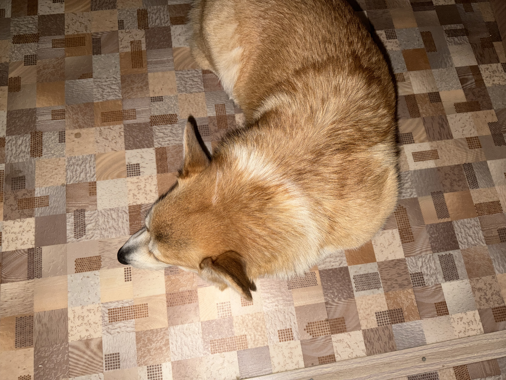 The image shows a close-up, high-angle view of a light brown dog, possibly a corgi, lying on a floor with a checkered pattern of various shades of brown and beige tiles. The dog's head is tilted upwards, and its nose and the tip of its ear are visible. The dog's fur is fluffy and appears to be well-groomed. The lighting in the image suggests it was taken indoors, possibly in a residential setting in Chaikovsky, Russia, though no specific Chaikovsky landmarks are visible. The floor's tiling is the dominant background element.