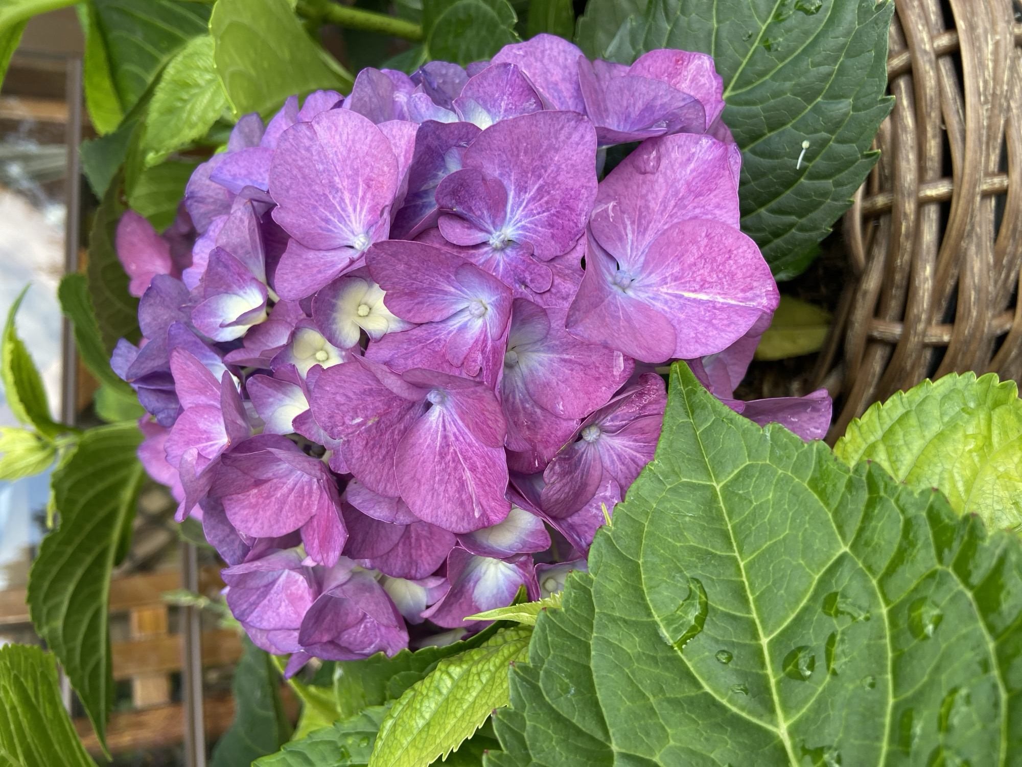 The image shows a close-up of a cluster of purple hydrangea flowers. The flowers are in full bloom, with many delicate petals arranged in a spherical shape. The petals are a vibrant shade of purple, with some lighter, almost white centers. The flowers are surrounded by lush green leaves, some of which have water droplets on them, suggesting recent rain or watering. The hydrangeas are planted in a woven basket, adding a rustic touch to the scene. In the background, out of focus, there is a glimpse of a wooden fence and some greenery, hinting at an outdoor setting. The lighting suggests it is daytime, possibly overcast given the soft shadows. The image does not depict any people or specific actions. There are no identifiable landmarks or clues to pinpoint the location within Blagoveshchensk, Russia, or any other city.