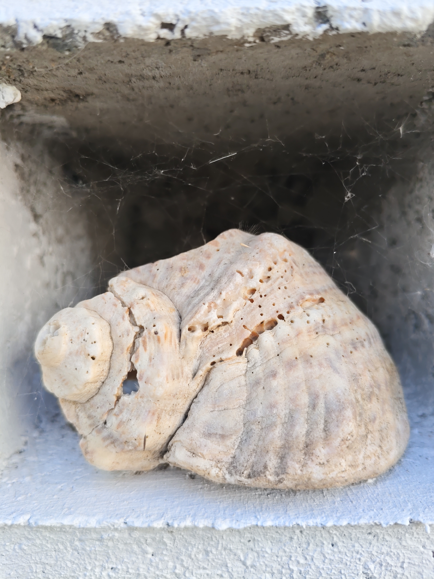 A light-colored, weathered seashell is nestled in a recess of a white, textured wall. The recess itself appears to be made of concrete and contains a delicate spiderweb. The seashell has numerous small holes and shows signs of wear and tear, with darker markings and cracked sections. The background within the recess is dark and indistinct. The foreground features a bright white, rough-textured surface, likely part of the wall. No people or animals are visible in the image. The scene suggests an outdoor setting, possibly in a garden or architectural feature within Rostov-on-Don, Russia.