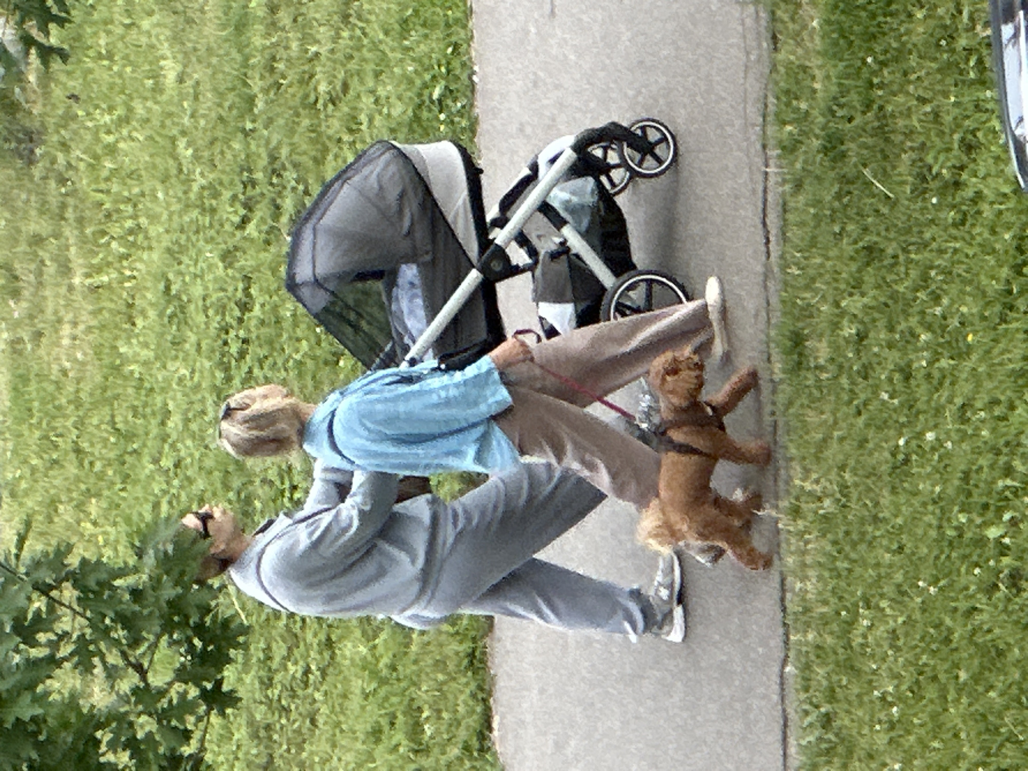 Two individuals are walking on a paved pathway adjacent to a grassy area. The person on the left, dressed in grey sweatpants and a grey long-sleeved shirt, is wearing sunglasses. The person on the right, in light brown pants and a light blue long-sleeved shirt, is pushing a grey stroller. A small, light brown dog on a leash is walking in front of the stroller, between the two people. The grassy area contains sparse white flowers. The scene appears to be in an outdoor park or residential area. The location is Podolsk, Russia.