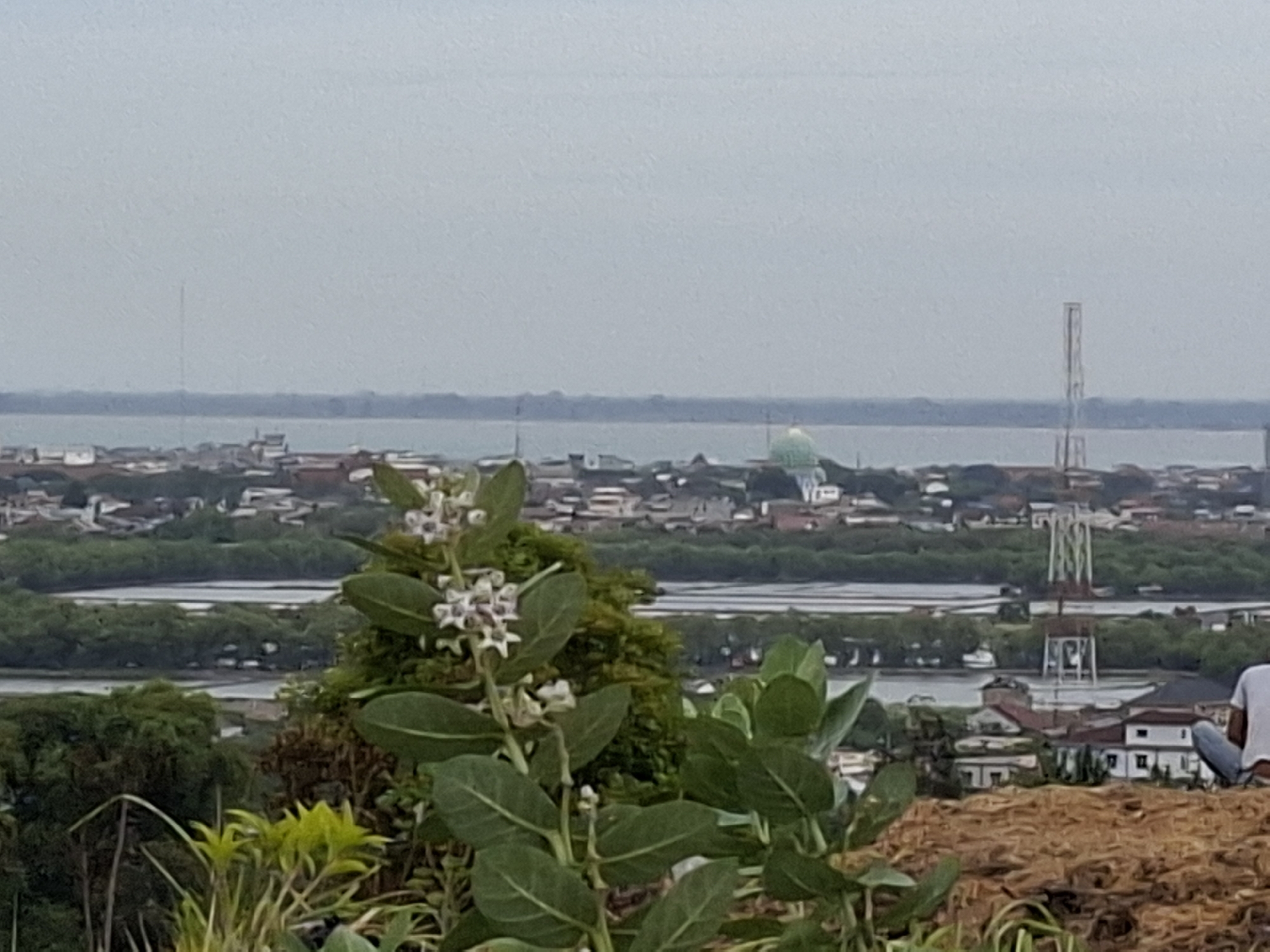 A landscape photograph captures a cityscape beneath a cloudy sky. In the foreground, a plant with broad, green leaves and clusters of small, star-shaped white flowers is prominently featured. Behind the plant, a panoramic view unfolds: a body of water bordered by a cityscape, marked by residential buildings, patches of trees, and structures. A mosque with a green dome rises amidst the buildings. In the middle distance, a slender tower is visible. To the right edge of the frame, part of a person is visible. The foreground terrain appears to be covered with loose soil or dried organic matter. This is taken in the city of Lhokseumawe, Indonesia.