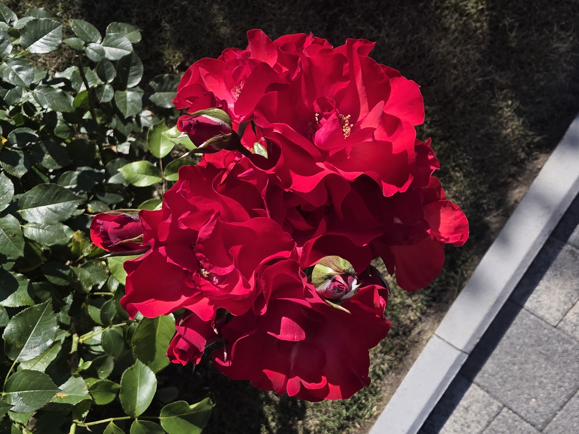 This media file is an eye-level, close-up shot of a cluster of vibrant red roses in full bloom. The roses are the primary subject, filling the majority of the frame with their layered petals and delicate textures. Several rosebuds are also visible, some partially open, showing hints of green and white. The background consists of lush green rose leaves, some in sharp focus and others blurred, along with a darker, out-of-focus patch of grass or soil. To the right, a paved pathway with gray interlocking stones and a light gray concrete border is visible, suggesting an outdoor garden or park setting. The lighting indicates it is daytime, with bright sunlight casting shadows on the leaves and highlighting the rich color of the roses. The overall impression is one of natural beauty and vibrant life. No people or text are visible. The location context is Sochi, Russia.
