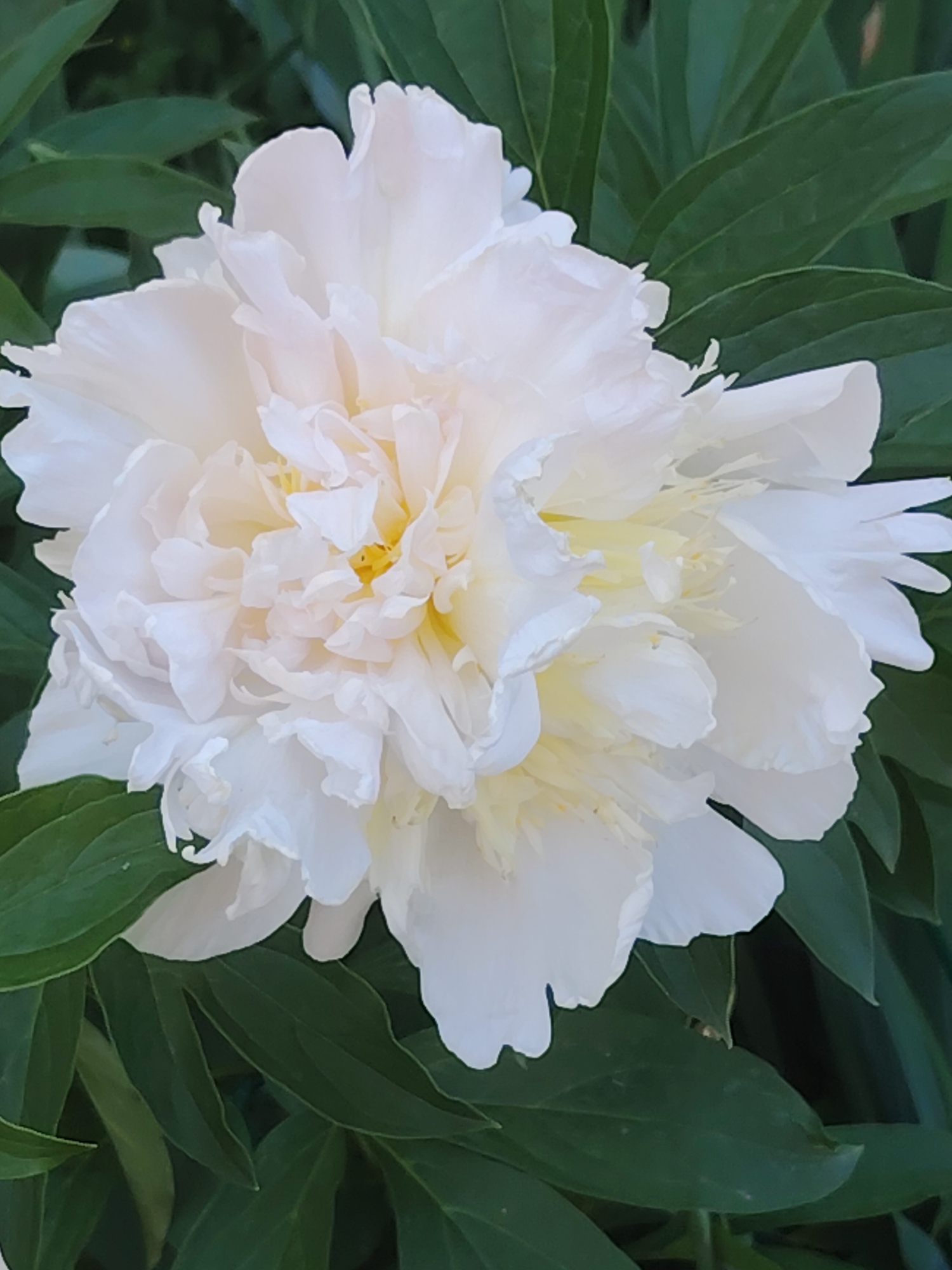 A close-up, vertical shot focuses on a white peony blossom with yellow stamens, set against a backdrop of dark green leaves. The flower's petals are layered and ruffled, with a soft, creamy texture. Some petals are unfurling at the edges. The stamens in the center are a bright yellow, contrasting with the white petals. The leaves are deep green and out of focus, providing a lush, natural setting. The lighting appears soft, highlighting the delicate features of the peony.