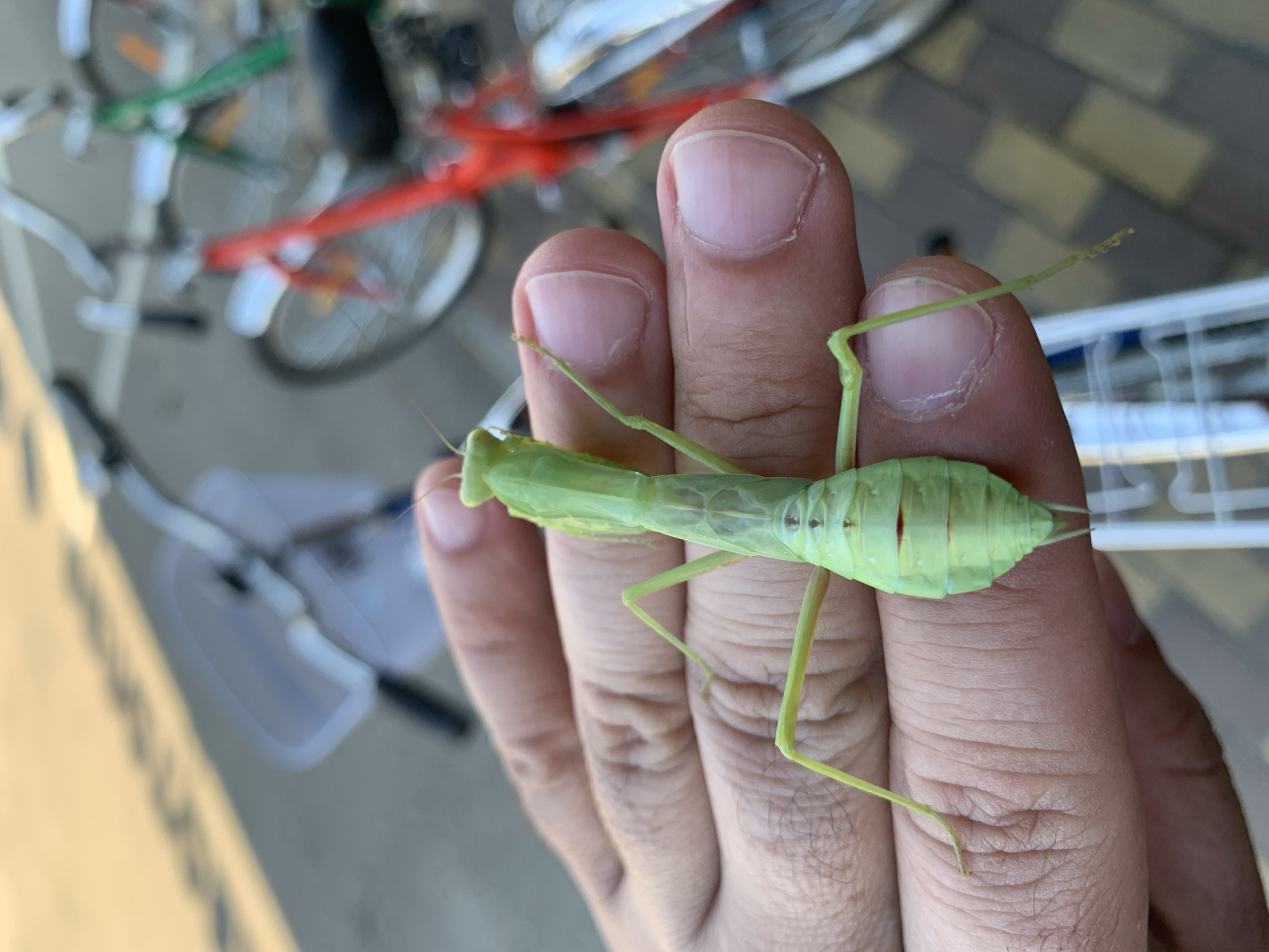 A close-up shot captures a bright green praying mantis resting on a human hand. The mantis is positioned vertically, with its head and forelimbs towards the top of the frame and its abdomen extending downwards. Its body is segmented, and its spiny forelegs are visible. The hand holding the insect appears to be a right hand, with the fingers gently cupped. The background is blurred but suggests an outdoor urban setting with bicycles visible. Specifically, the image was taken in Kropotkin, Russia. The ground appears to be paved with a textured surface, possibly cobblestones or patterned concrete. In the distance, two bicycles are partially visible; one is red and the other is green, both with wheels and handlebars. The lighting suggests it is daytime, with sunlight casting soft shadows.