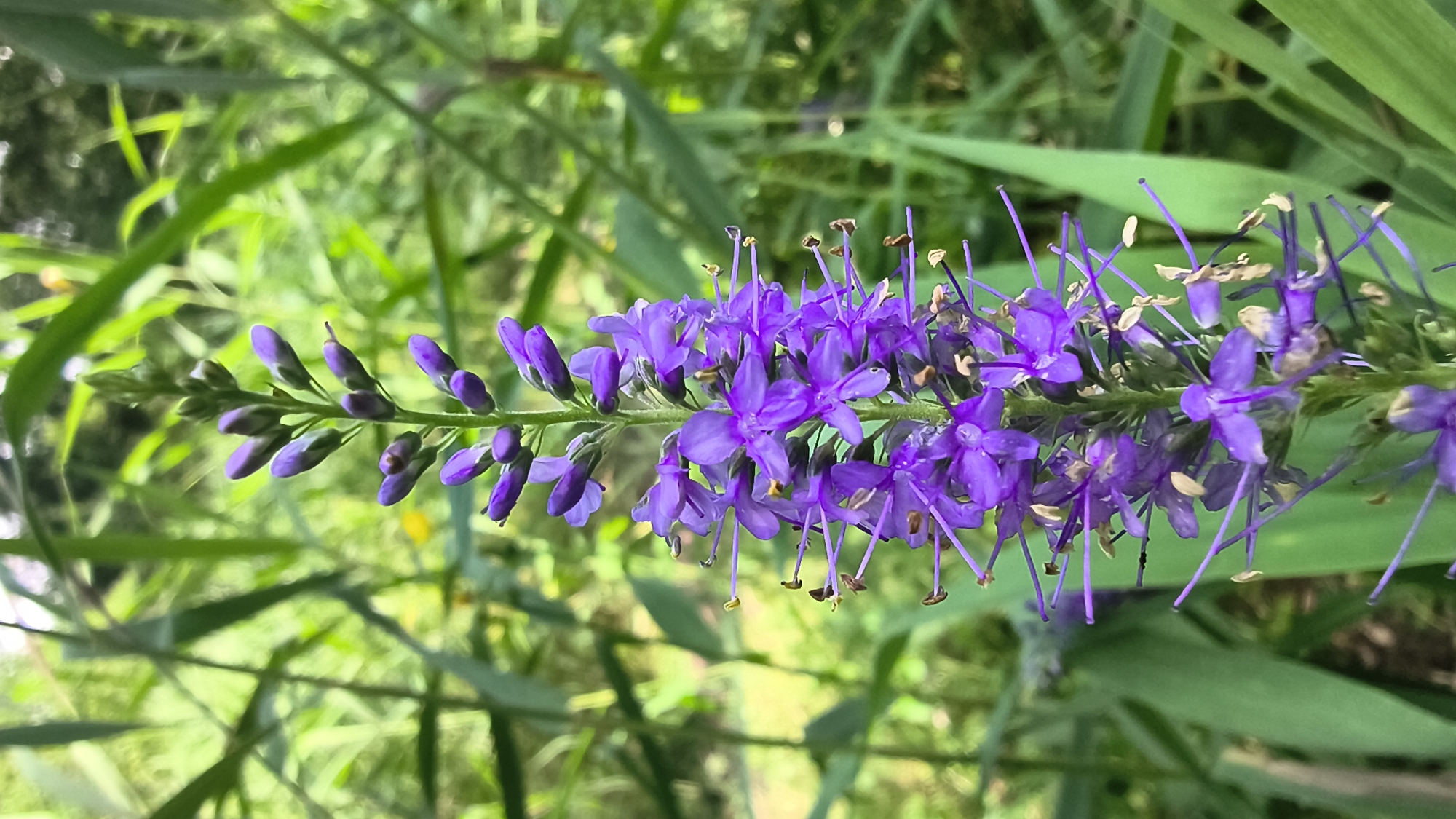 A vertical, close-up shot focuses on a tall, slender spike of vibrant purple flowers in full bloom. The flowers are small and densely packed along the stem, with some buds visible at the very top, still closed. Each opened flower displays delicate petals and prominent, thread-like stamens tipped with yellow anthers. The background consists of lush, out-of-focus green foliage, suggesting an outdoor natural setting. No people or man-made structures are visible in the frame. This image could have been captured in Mikhaylovka, Russia, given the prevalence of natural landscapes in the region.