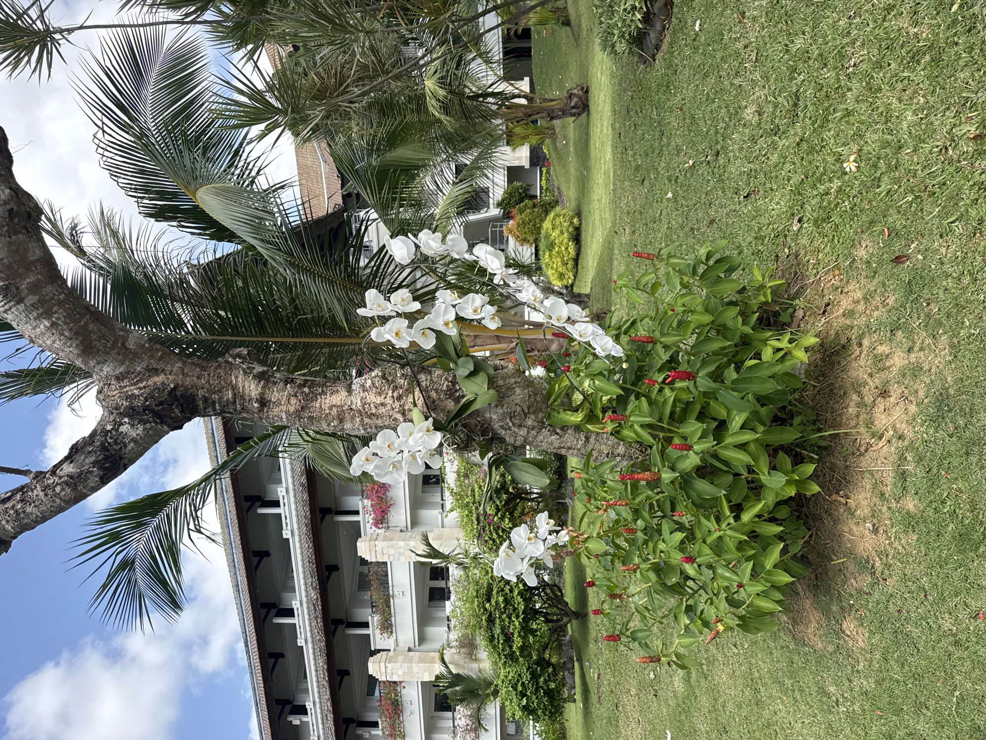 In Kuta Selatan, Indonesia, a tropical resort scene unfolds with a large tree trunk prominently in the foreground, adorned with clusters of delicate white orchids and vibrant red cone-shaped flowers at its base. Lush green grass carpets the ground, with a few fallen petals scattered across it. In the middle ground, manicured bushes and trees provide a verdant backdrop, leading to a multi-story resort building with a tiled roof and balconies adorned with pink flowers. Palm trees with feathery fronds are interspersed throughout the landscape, framing the view of the building against a partly cloudy blue sky. The scene is devoid of any people or discernible activity, presenting a serene and picturesque view of a tropical environment.