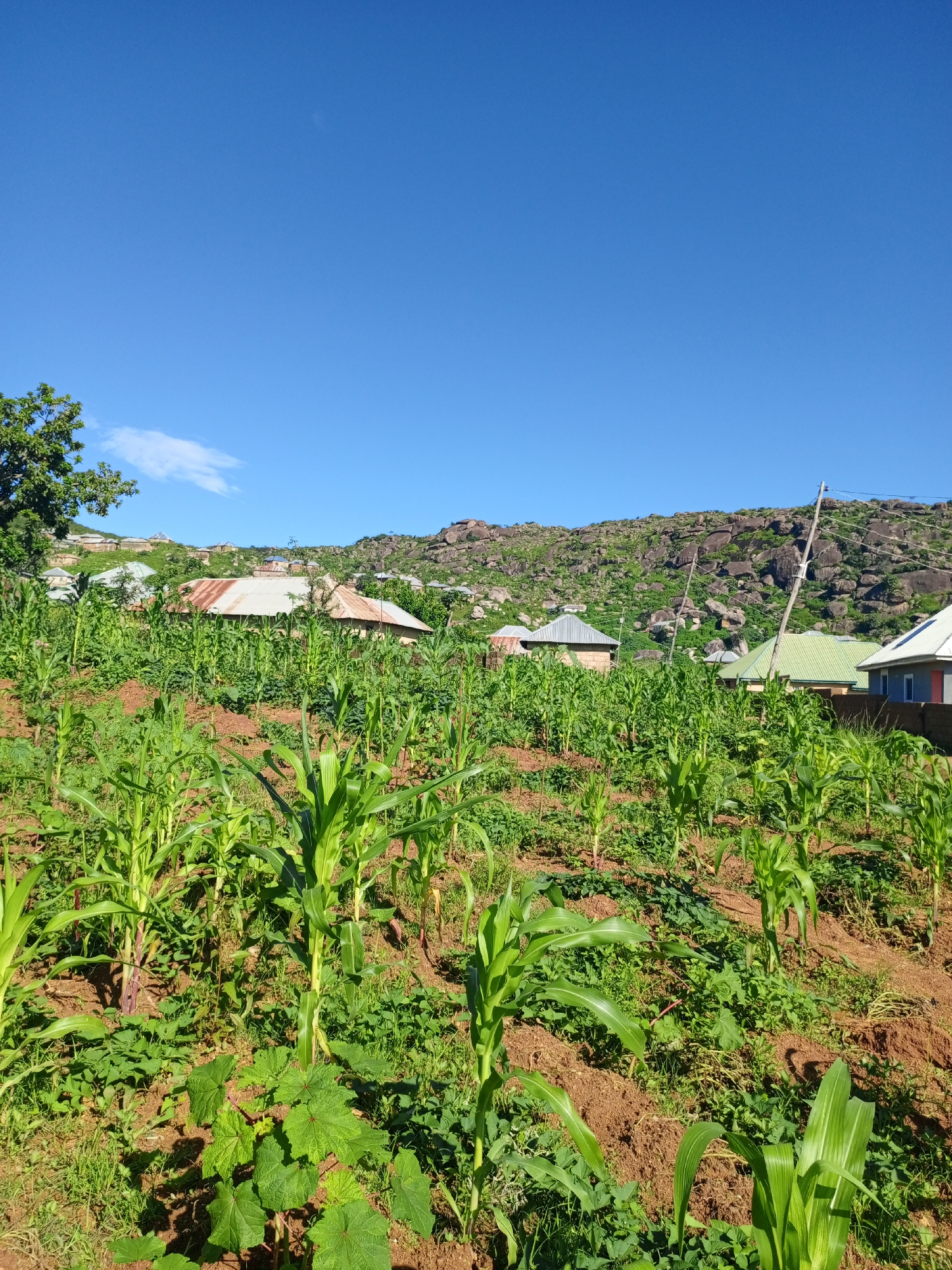 The image captures a rural landscape in Rukuba Road, Nigeria, under a clear blue sky. In the foreground, a field of young corn stalks grows, interspersed with other green vegetation. The soil appears to be reddish-brown, indicating a potentially fertile area. Beyond the field, several houses with corrugated metal roofs are visible, nestled into the hillside. The houses vary in architectural style, suggesting a developing community. In the background, a rocky, vegetation-covered hill rises, providing a rugged backdrop to the settlement. A few utility poles with wires are present, indicating the presence of electricity. The overall scene depicts a vibrant rural environment with signs of agriculture and habitation.