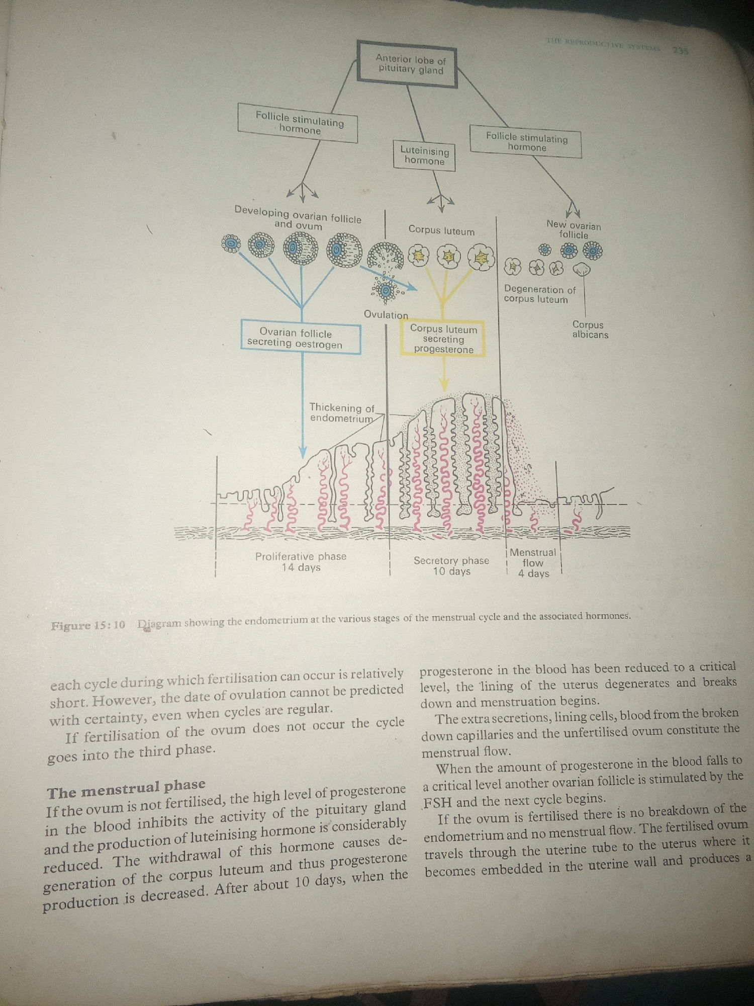 The image is a diagram illustrating the female reproductive system and the menstrual cycle, with associated hormones and changes in the uterine lining. It shows the anterior lobe of the pituitary gland releasing Follicle Stimulating Hormone and Luteinising Hormone. These hormones act on the ovary, leading to the development of ovarian follicles and ovulation. The corpus luteum is shown secreting progesterone. The diagram also depicts the thickening of the endometrium during the proliferative and secretory phases, followed by menstrual flow. There is no discernible connection to Jalingo, Nigeria, or any real-world scene that can be described in a forensic manner.