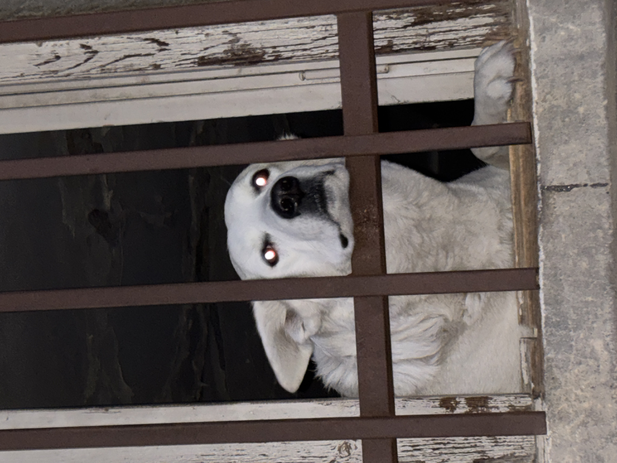 A white dog looks out through a barred window. The paint on the window frame is peeling. The dog has glowing eyes. The window appears to be in Yerevan, Armenia.