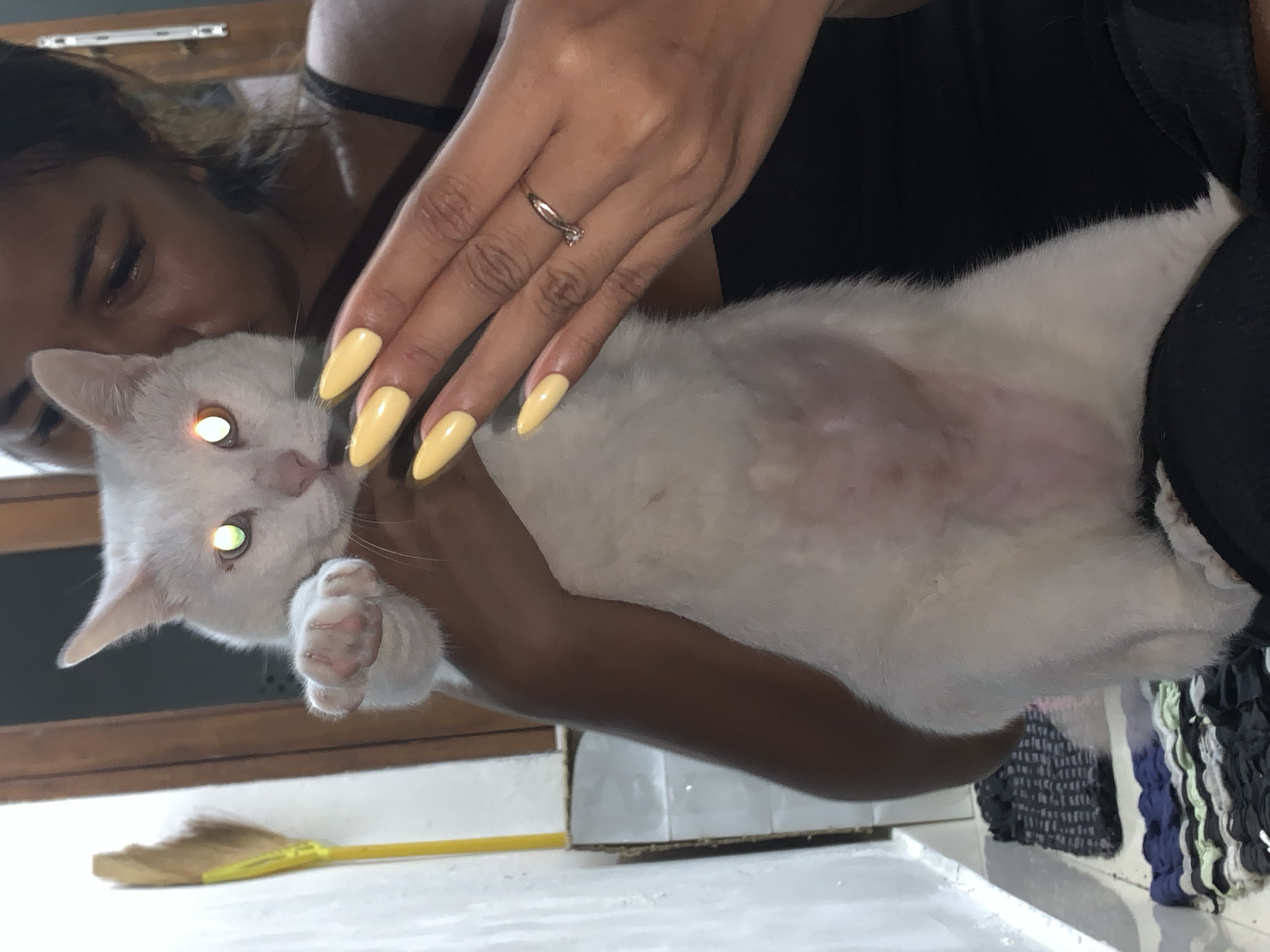 This media file captures an intimate moment between a person and a white cat. The person, with dark hair and a black garment, is holding the cat close, resting their head near its face. Their hands, adorned with long, yellow-painted nails and a delicate ring on one finger, gently cradle the animal. The cat, with bright, glowing eyes, appears relaxed in the embrace.
The scene is set indoors, suggested by the presence of what appears to be a wooden structure in the background and a white surface in the foreground. A yellow-handled broom lies on this surface, hinting at domestic surroundings or recent cleaning. The overall lighting suggests it might be daytime, though the specific time is not clear. The mood is one of tenderness and affection between the person and their pet. The person's eye is visible, looking downwards towards the cat, conveying a sense of care and connection. The cat’s belly is visible, showing a lighter underside. A hint of patterned fabric, possibly clothing or a textile, is visible in the right side of the frame. There is no visible text in the image.