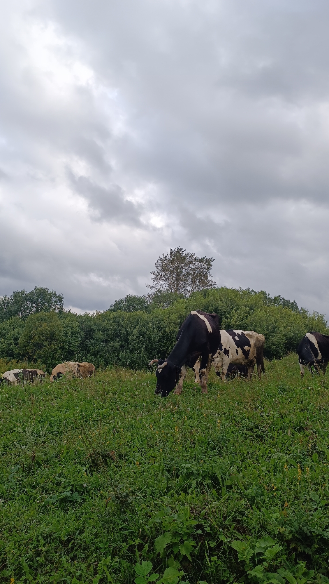 A herd of cows grazes in a field under a cloudy sky. The cows are a mix of black and white and brown and white. They are scattered across the grassy field, some grazing on the grass, others standing. In the background, there is a line of trees, and beyond that, a hill. The sky is overcast, with dark clouds covering most of the sky. The scene appears to be in a rural area, possibly on a farm. There is no indication of the city of Karsha, Russia, in the image itself.