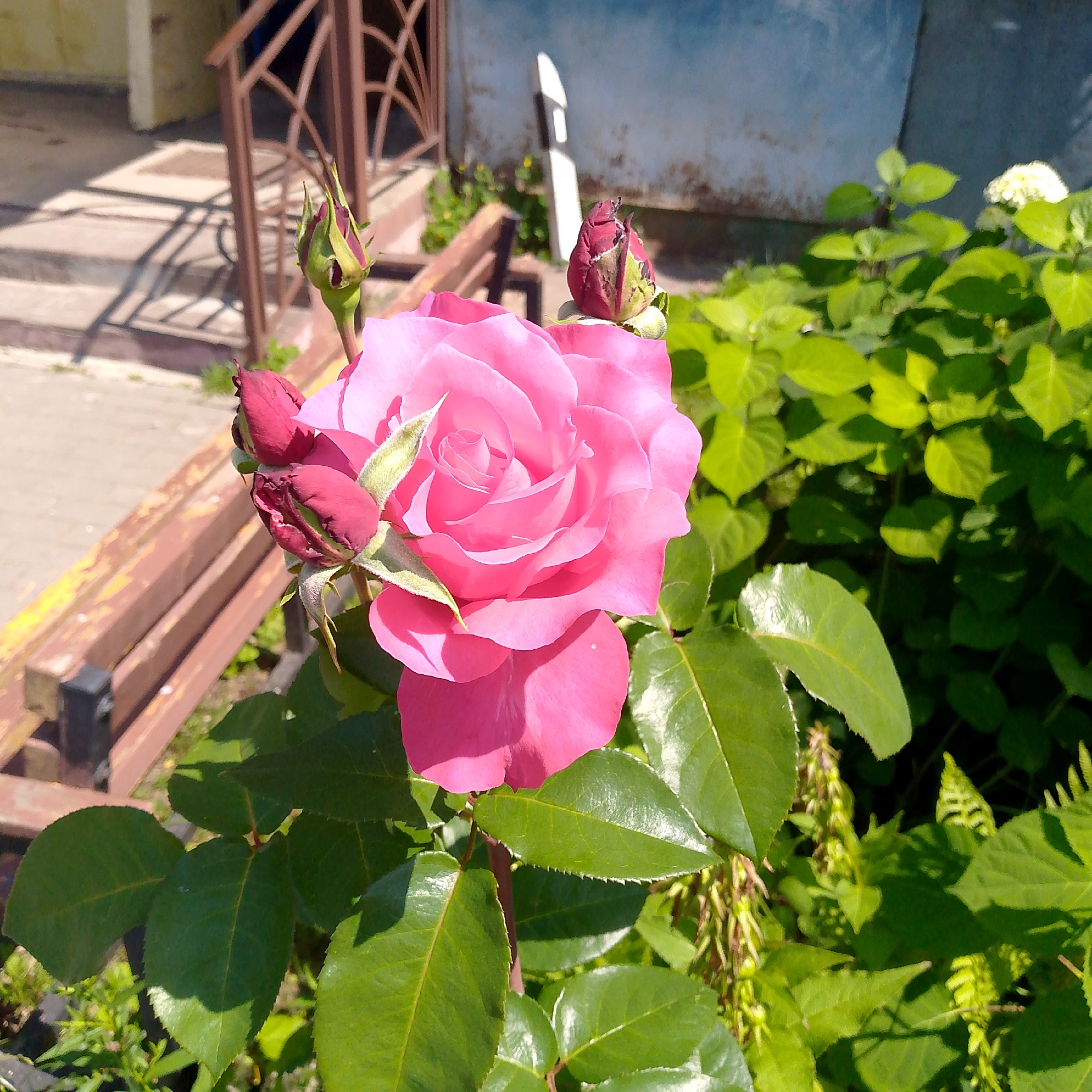 A single, fully bloomed pink rose is the primary subject of the image, positioned centrally and slightly to the right. The rose is surrounded by lush green foliage. To the left of the rose, there are several rosebuds, some appearing dark pink and others a lighter shade of green and pink.

The background reveals a wooden bench with a dark metal frame, situated on a paved area. Behind the bench and rose, there is a brown railing and a building with a blue and off-white facade. The scene appears to be outdoors, likely in a garden or park setting. The lighting suggests it is daytime, with sunlight casting shadows. The overall impression is that of a tranquil, sunlit garden scene. The location is identified as Nikologory, Russia.