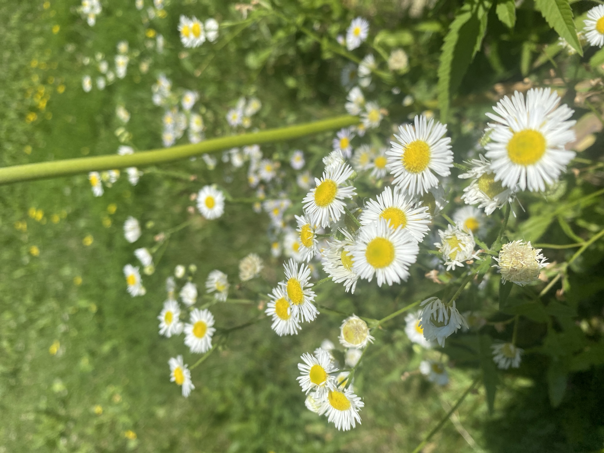 A close-up shot features a cluster of white daisy-like flowers with yellow centers, in various stages of bloom, with some appearing slightly wilted. The flowers are set against a blurred background of green grass and scattered yellow wildflowers, suggesting an outdoor natural setting. A thin, bright green stalk or stem dominates the right side of the frame, extending vertically. The lighting indicates a sunny day, casting soft shadows. The image appears to have been taken in a park or a natural area within Sainte-Anne-de-Bellevue, Canada, likely a public green space. There are no people or animals visible in the frame.