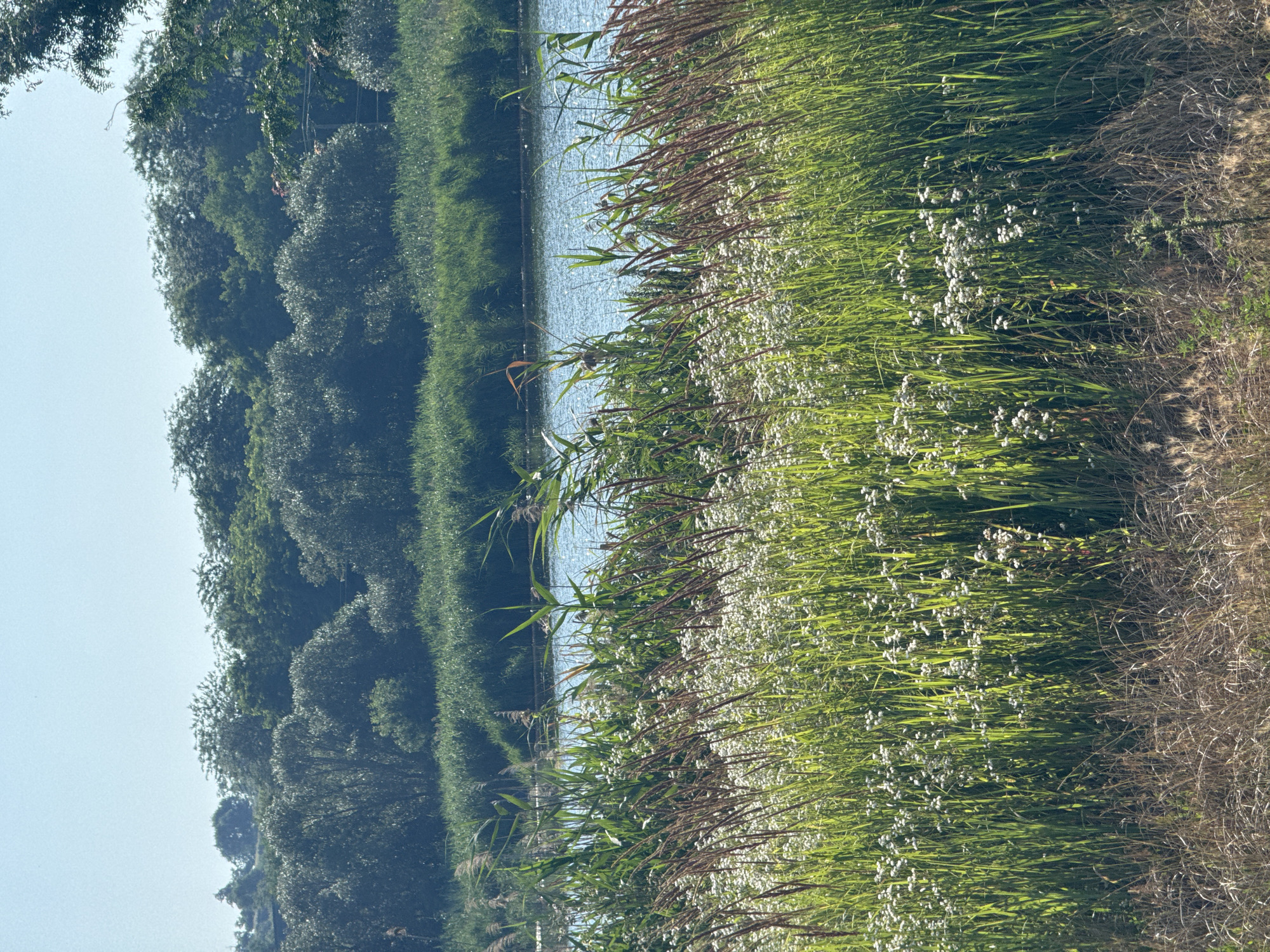 A sunny day scene depicts a body of water bordered by lush green vegetation. The foreground is dominated by tall, green reeds and scattered white wildflowers, with dry, brown grass at the very bottom. Behind the reeds, the water reflects the blue sky and is rippled by a light breeze. Further back, a dense line of trees forms a dark green barrier against the horizon. The sky above is clear and pale blue. The image is a landscape photograph taken from a slightly elevated viewpoint, showcasing a natural environment.