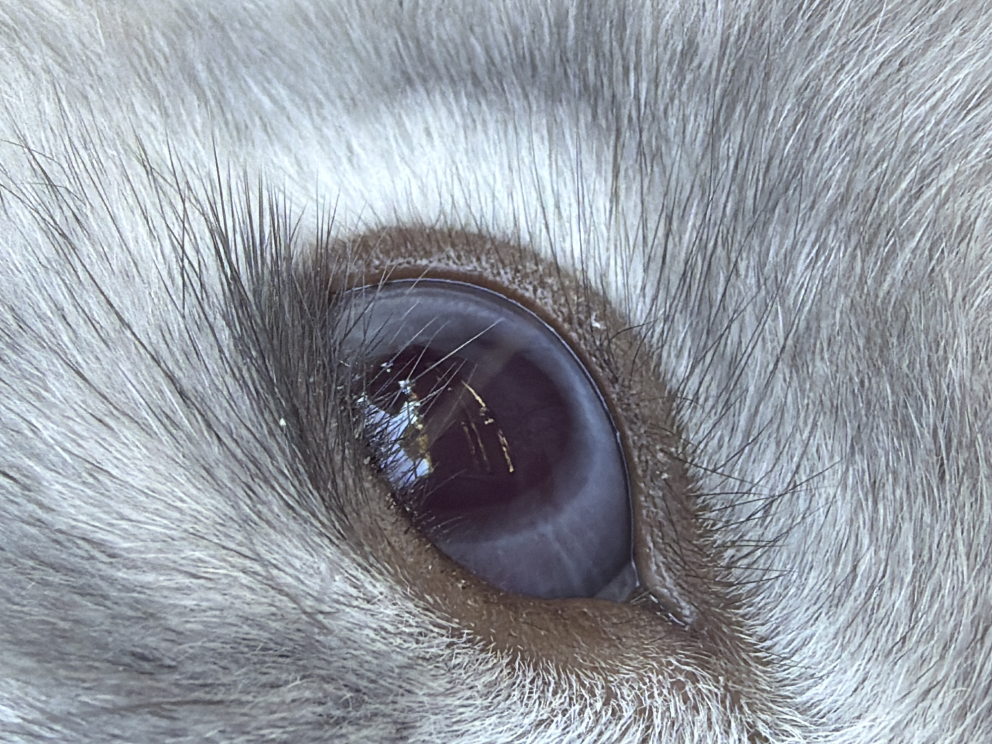 A close-up photograph depicts a mammalian eye, surrounded by white and grey fur. The eye itself has a clouded, bluish-grey cornea, with a visible reflection of an unknown light source. The pupil is difficult to distinguish due to the overall cloudiness. No individuals, interactions, or specific objects are visible beyond the immediate subject. The environment cannot be determined based on the given image. Location in Pazardzhik, Bulgaria is not evident.