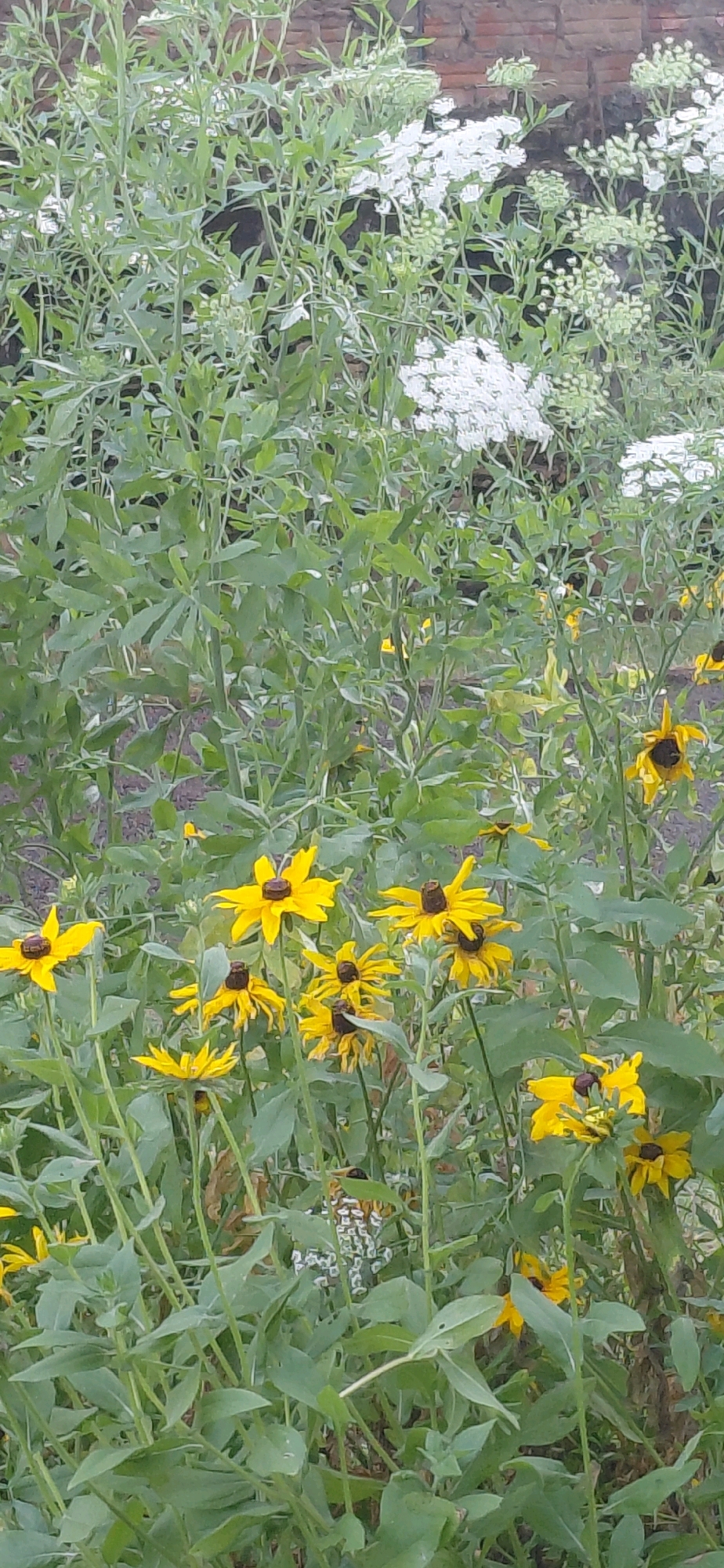 A medium shot captures a dense, overgrown garden filled with a variety of plants, predominantly green foliage and yellow flowers with dark centers. The yellow flowers, resembling Black-eyed Susans, are scattered throughout the lower and middle sections of the frame. Amongst them, clusters of small white flowers, possibly Queen Anne's Lace, are visible in the background. The backdrop consists of a weathered brick wall, suggesting an urban or semi-urban setting. The overall impression is one of wild, untamed growth, with the garden appearing to be in Presidente Franco, Paraguay.
