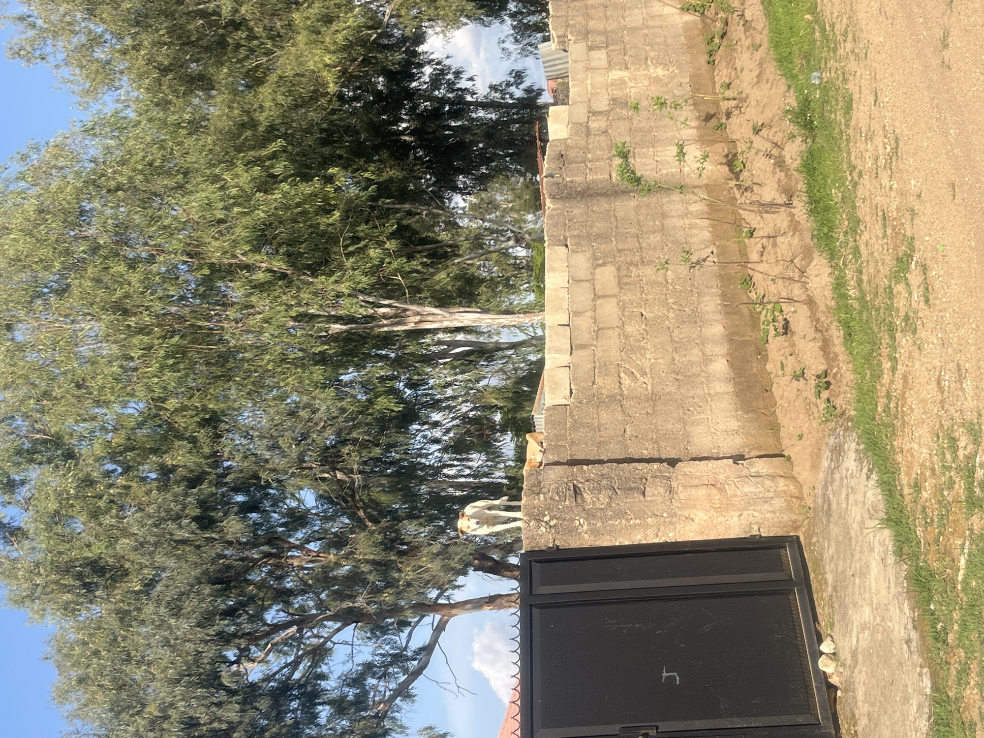 This image depicts an outdoor scene in Jos, Nigeria, under a clear blue sky with scattered white clouds. The upper half of the frame is dominated by numerous tall trees with dense, light green, slender foliage, likely eucalyptus, their light-barked trunks visible. A weathered concrete block wall, approximately 1.5 to 2 meters high, runs horizontally across the mid-ground, acting as a boundary. On the left, a dark-colored metal gate with decorative spikes at its top is integrated into the wall.
Two dogs are present on top of the concrete wall. A light-colored (white and brown) dog stands erect on the wall above the metal gate, facing forward with an alert posture. To its right, a tan or light brown dog lies prone on the wall. Behind the wall on the left, a portion of a red-tiled roof is visible. Further right, in the background, corrugated metal roofing structures are partially obscured by trees.
The foreground consists of unpaved, light brown earth mixed with sparse green grass. A small concrete slab path leads up to the base of the metal gate. Several young plants are growing in the soil along the base of the concrete wall on the right side of the frame. No human subjects are visible.