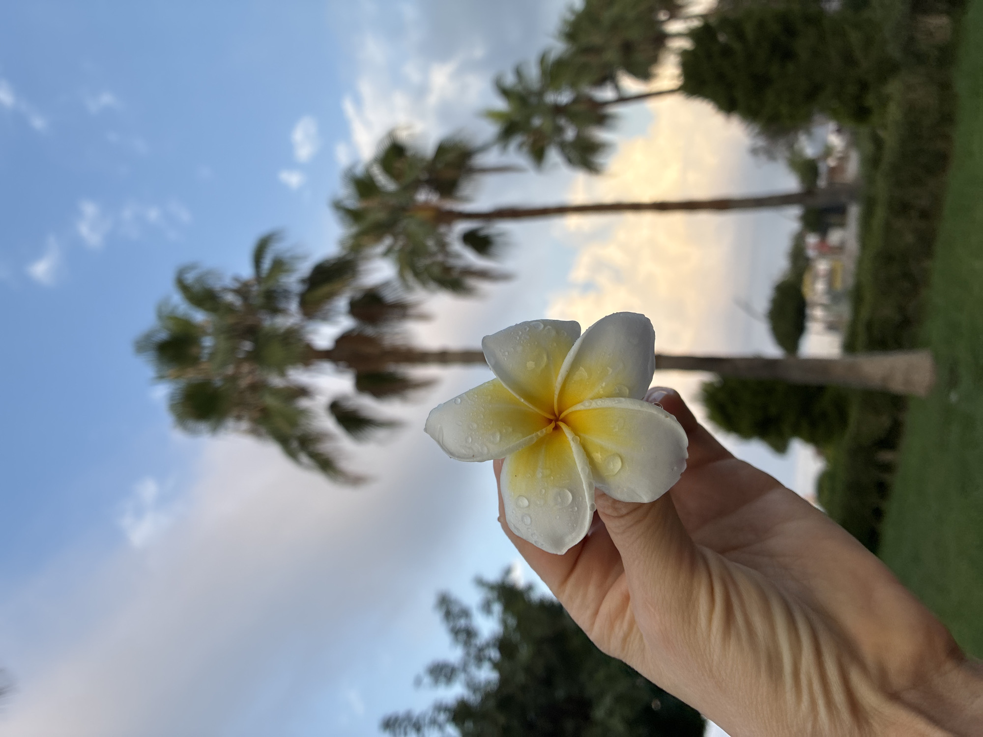 In Alanya, Turkey, a hand holds a white and yellow plumeria flower with water droplets, set against a backdrop of palm trees and a cloudy sky during twilight. The flower is in the foreground, with its delicate petals and yellow center clearly visible. The hand is fair-skinned with manicured fingernails. In the mid-ground, several palm trees of varying heights are present, their fronds silhouetted against the sky. The sky is a gradient of blues and oranges, indicative of sunset or sunrise. In the background, there is a blurred landscape of green foliage and what appears to be distant buildings or structures. The overall scene evokes a tropical or Mediterranean atmosphere.