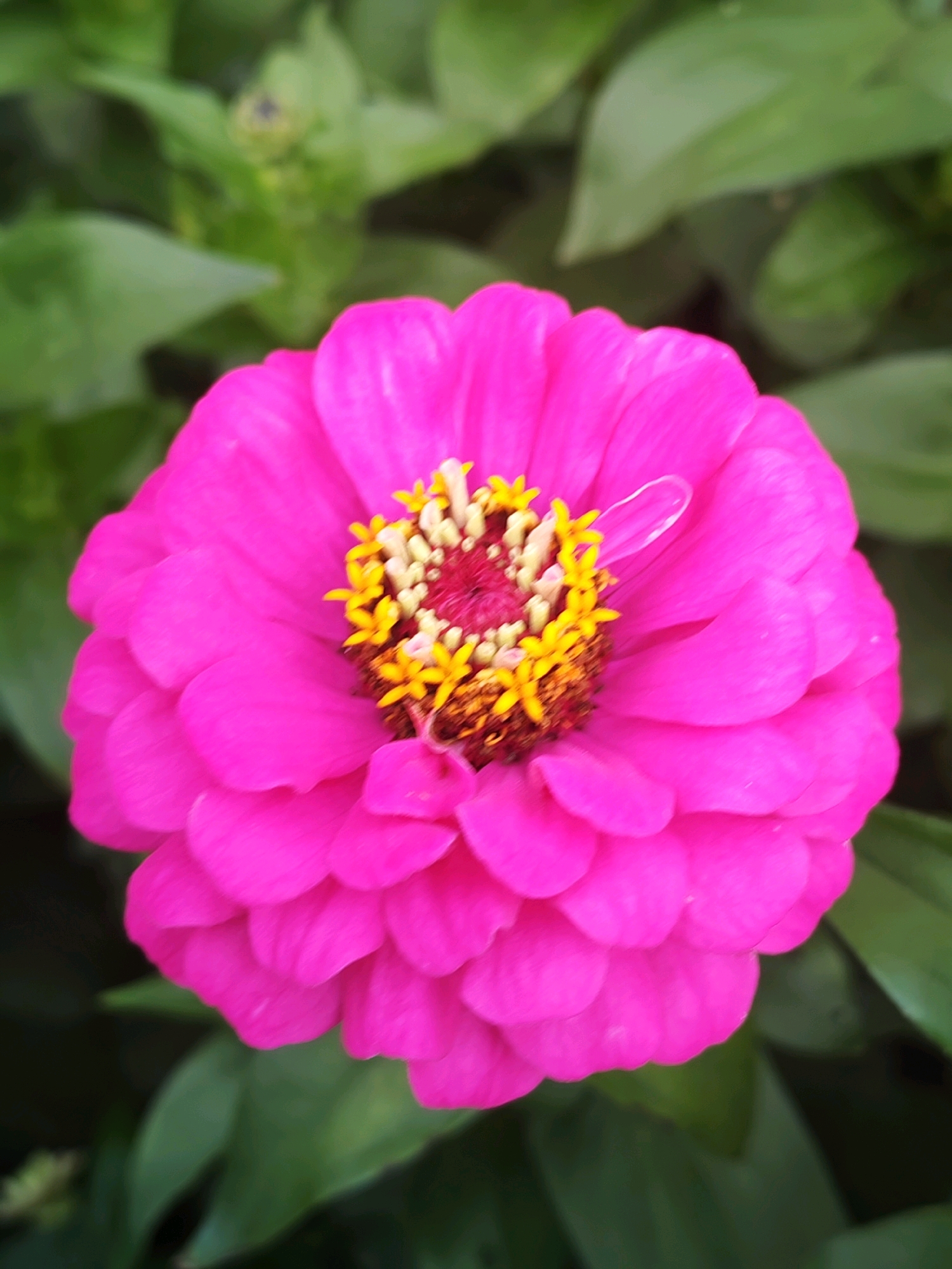 This is a close-up, eye-level, portrait orientation photograph of a vibrant pink zinnia flower. The flower is in full bloom and dominates the frame. Its petals are layered and ruffled, creating a sense of depth and texture. The center of the flower features a cluster of yellow stamen tipped with tiny red anthers, surrounded by a dark red pistil. A single dewdrop or water droplet is visible on one of the upper petals, reflecting light. The background consists of blurred green foliage, suggesting the flower is outdoors in a garden or natural setting. The image was taken in the city of Chaikovsky, Russia, during daylight hours.