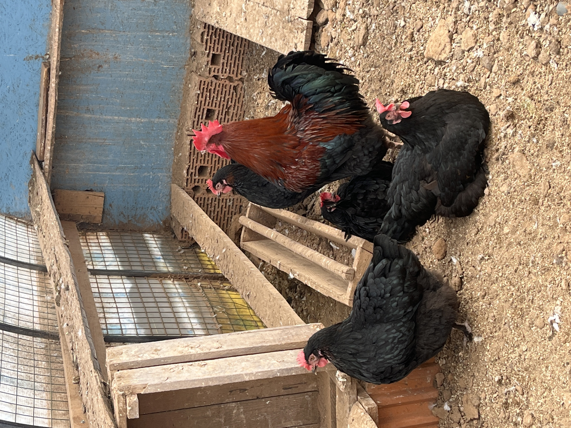 The image depicts a group of chickens in an enclosure. There is one rooster with red and black plumage standing amongst four black hens. The enclosure appears to be constructed of wood, wire mesh and corrugated metal. It is located in an outdoor setting with a dirt or gravel ground. The location is Chaikovsky, Russia.