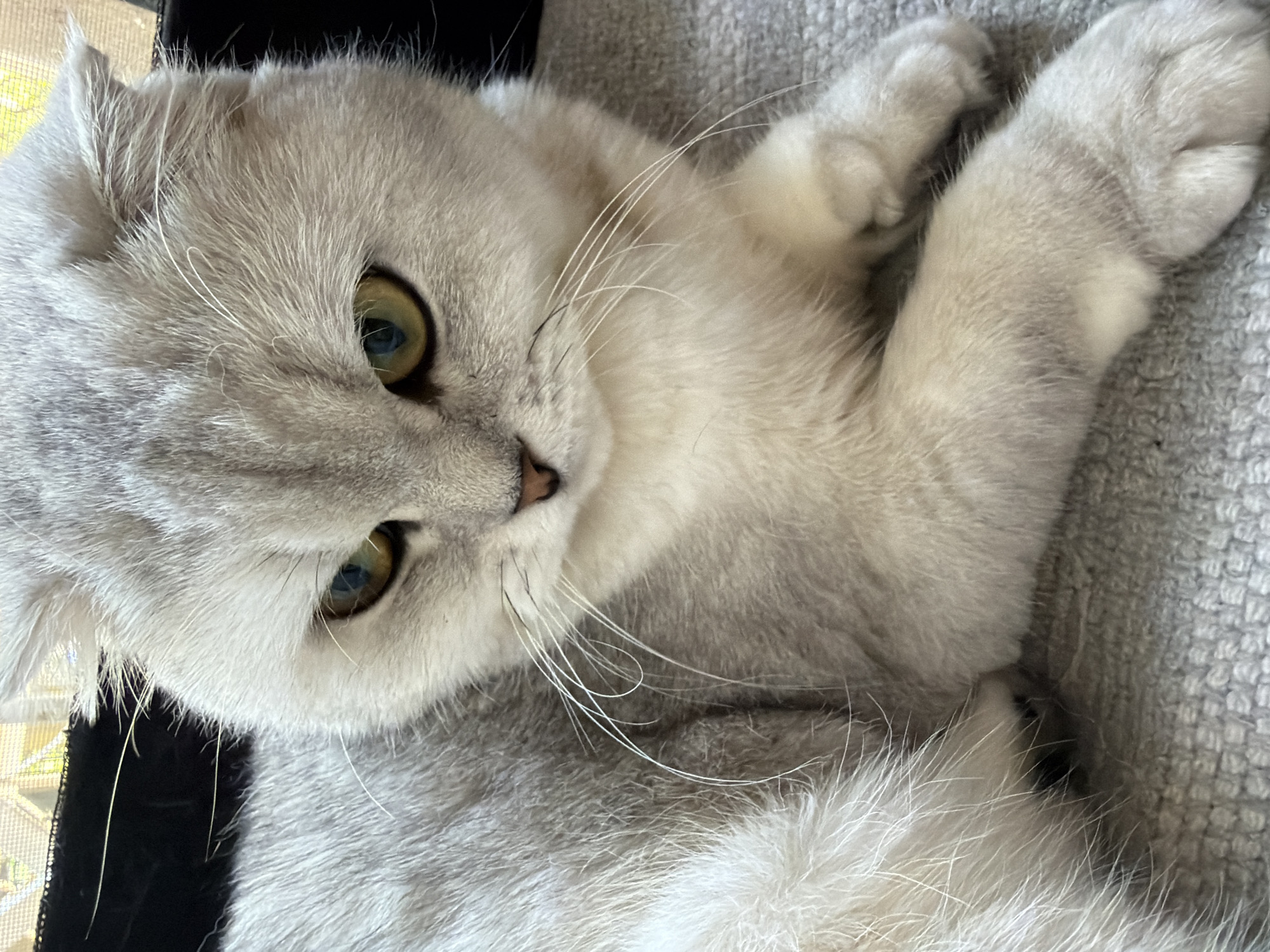 A close-up shot of a Scottish Fold cat with silvery-white fur and yellow eyes. The cat is lying down on a textured gray surface, possibly a sofa or carpet. The cat's ears are folded down, a characteristic of the breed. The background is dark with a hint of a window or screen visible at the top. The image is well-lit, highlighting the details of the cat's face and fur. There are no people present in the image. There is no indication of this image being related to Rome, Italy.