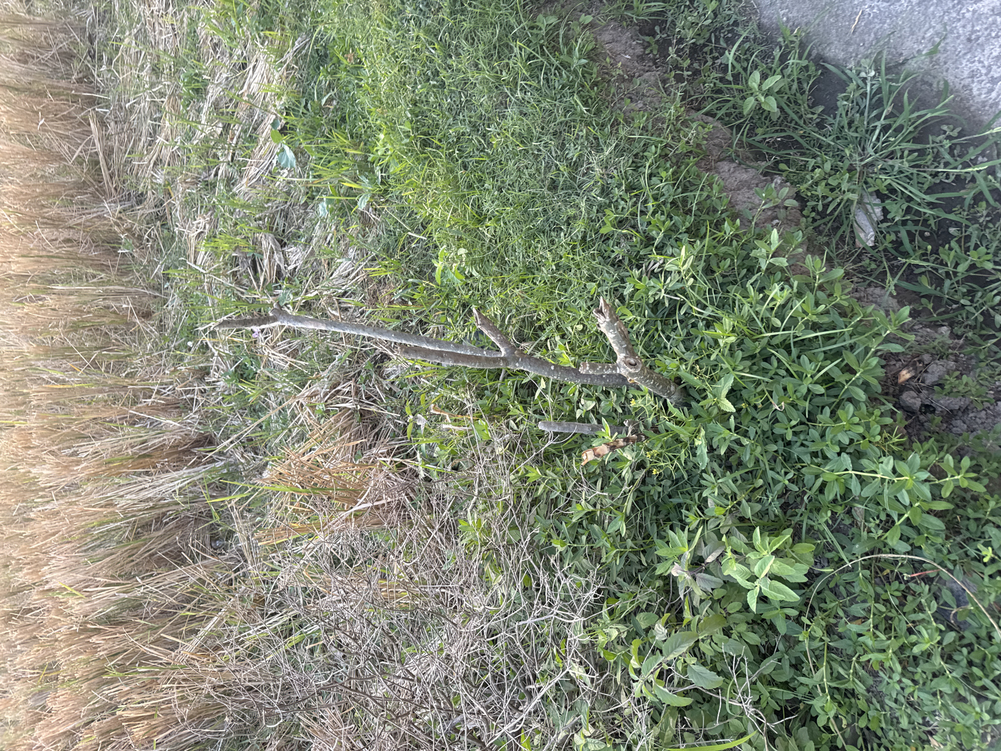 The image depicts a close-up view of a rural or agricultural setting, likely in Sukawati, Indonesia, given the context. The foreground is dominated by dense green foliage, including grass and various low-lying plants with small leaves. A prominent feature in the center is a dead or dormant tree branch, broken and protruding upwards from the ground, with several smaller twigs branching off it. To the left and behind the branch, there are remnants of dry, straw-like vegetation, suggestive of a harvested field. The ground appears to be uneven, with some patches of dry earth and a slight rise on the right side, possibly a small embankment. In the upper portion of the image, the dry straw-like stalks of a crop are densely packed, stretching into the background. The lighting suggests it is daytime, with a natural, outdoor environment. There are no people or animals visible in the frame.