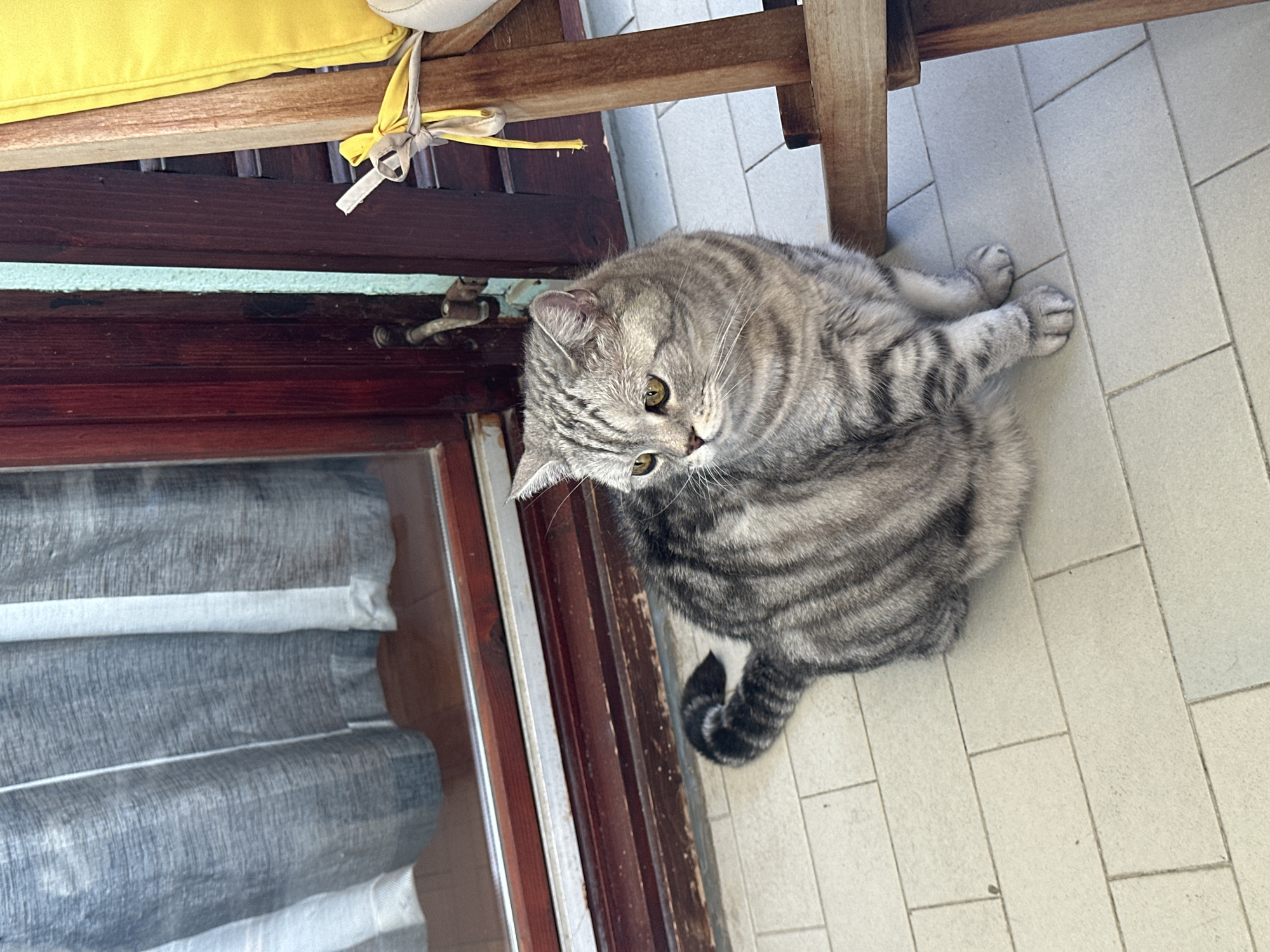 A silver tabby cat with distinct dark stripes sits on a light-tiled floor near a wooden-framed glass door. The cat faces to the left, with its body angled slightly towards the viewer. Behind the cat, a dark wooden door frame surrounds a glass pane covered by a sheer, gray curtain. To the right of the door, a wooden chair with a bright yellow cushion is partially visible. A yellow ribbon is tied around the chair's wooden frame. The scene appears to be on an outdoor balcony or patio.