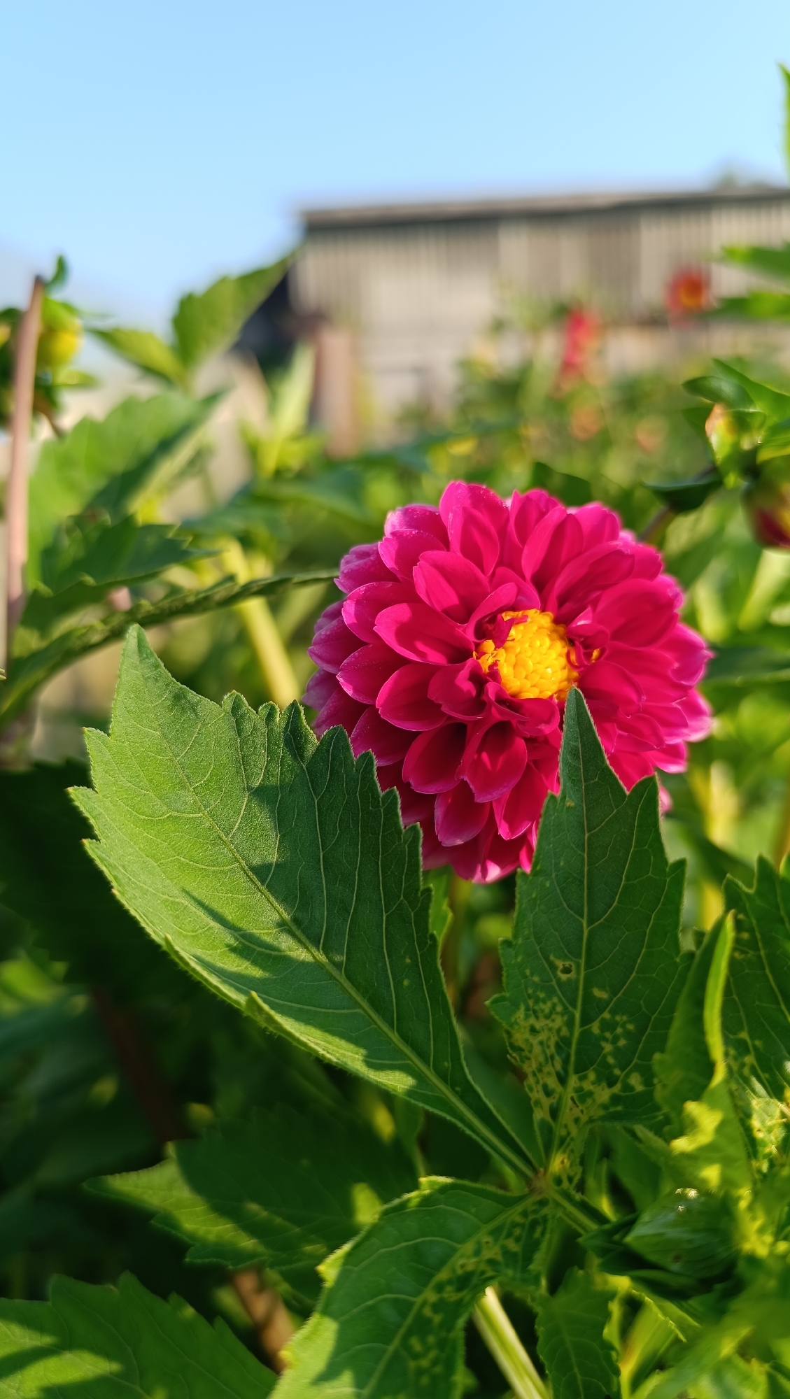 A close-up shot showcases a vibrant, fuchsia-colored dahlia in full bloom, its center a bright yellow. The flower is partially obscured by lush green leaves, some of which are tinged with yellow spots. In the background, out of focus, a weathered wooden building and a clear blue sky are visible. The scene suggests an outdoor garden setting, possibly in Karsha, Russia, given the provided context. There are no people or animals present. The lighting indicates it is daytime.