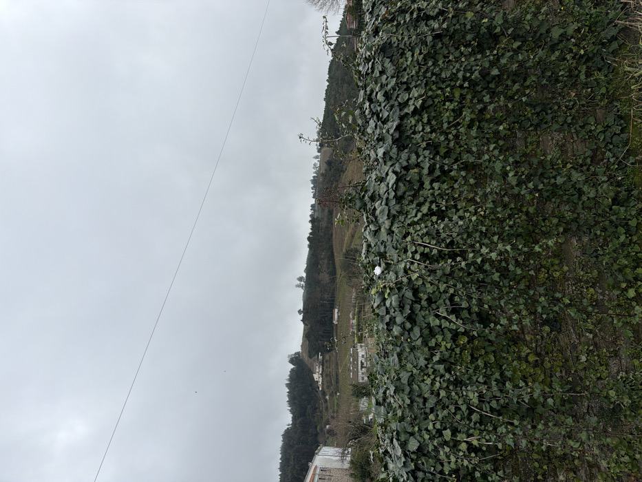 The image displays a static, exterior scene captured on an overcast day in Vila Real, Portugal. In the foreground, a substantial stone or masonry wall, roughly waist-height, is heavily covered in dark green ivy, with many strands trailing downwards. A small, irregular white object rests atop the ivy, slightly left of the image's vertical center. Above the wall, the midground reveals a series of undulating hills, predominantly covered in dark green vegetation, including dense tree cover and areas of lighter, possibly cultivated land. Scattered across these hills are several light-colored buildings, identifiable by their facades and distinct rooflines, indicating a rural or semi-rural settlement. A prominent, thin dark wire or power line stretches horizontally across the upper third of the frame. The background consists of a uniformly light grey, overcast sky, indicating diffuse natural light conditions. No human figures or discernible activities are present.