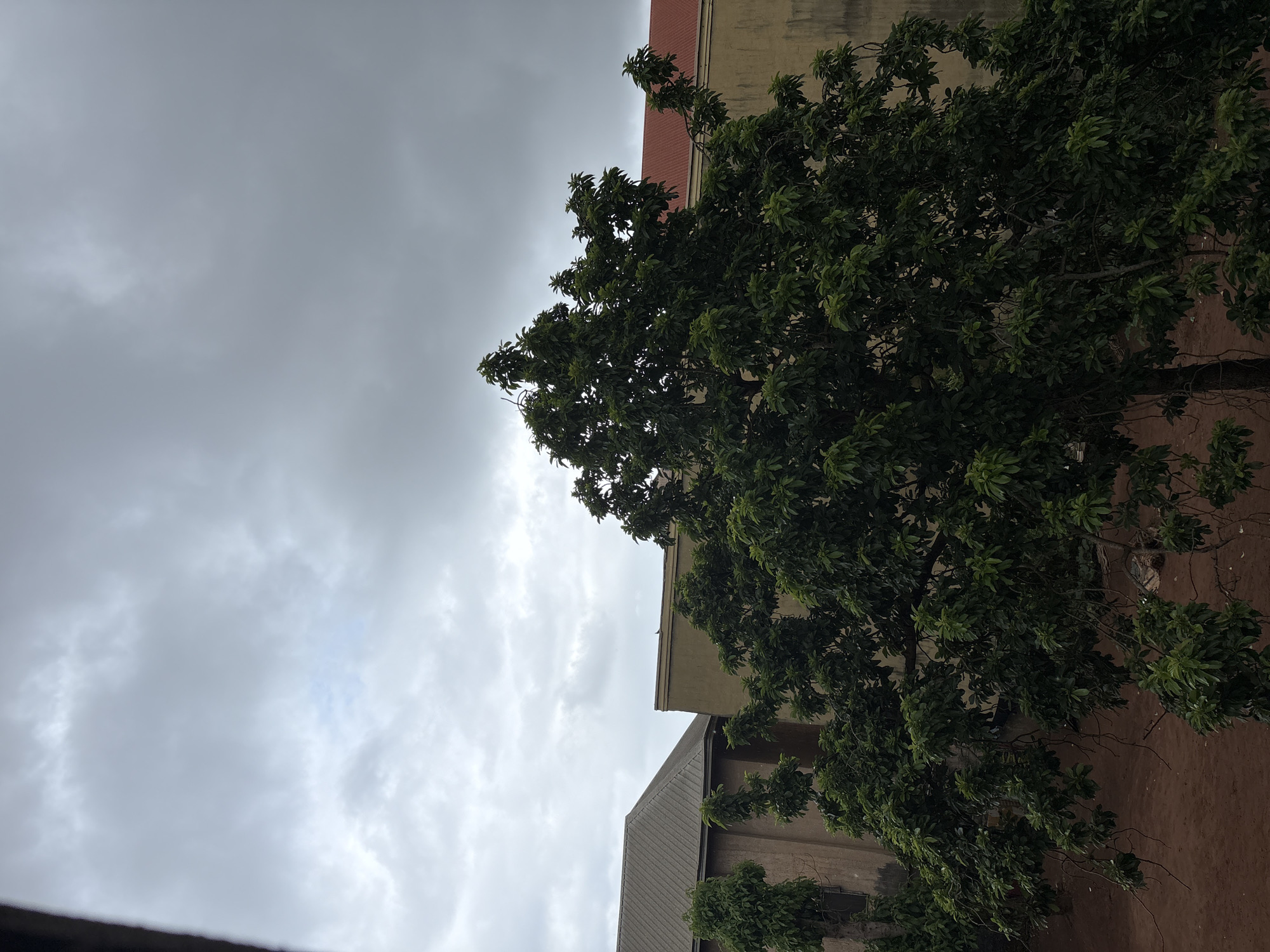 An outdoor shot captures a dense green tree in the foreground, its branches reaching towards a cloudy, gray sky. Behind the tree, two buildings are partially visible. The building on the left has a dark, textured roof and beige walls. The building on the right features a reddish-brown roof and a beige facade. The ground beneath the tree appears to be reddish-brown dirt. The scene is consistent with an urban setting in Onitsha, Nigeria, likely on an overcast day. No people or discernible actions are present.