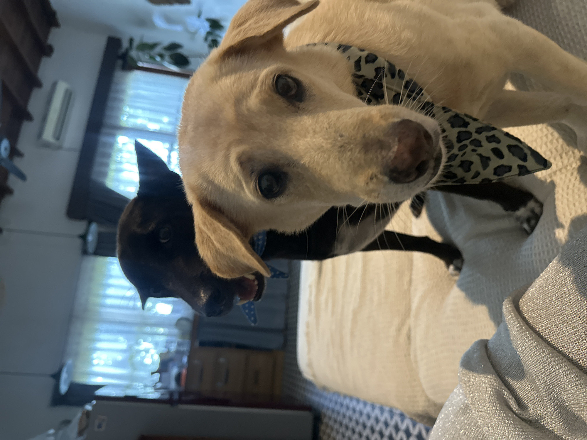 Two dogs are the central subjects of the image. A light-colored dog with a spotted neckerchief is in the foreground, its face close to the camera. Behind it, partially obscured, is a darker-colored dog with a blue polka-dot collar. The setting appears to be indoors on a bed or couch with a patterned throw. The background includes glimpses of a window with sheer curtains, furniture, and what seems to be part of a room. No people are directly visible. There is no definitive evidence of the location being North Kuta, Indonesia, but it is a domestic setting.