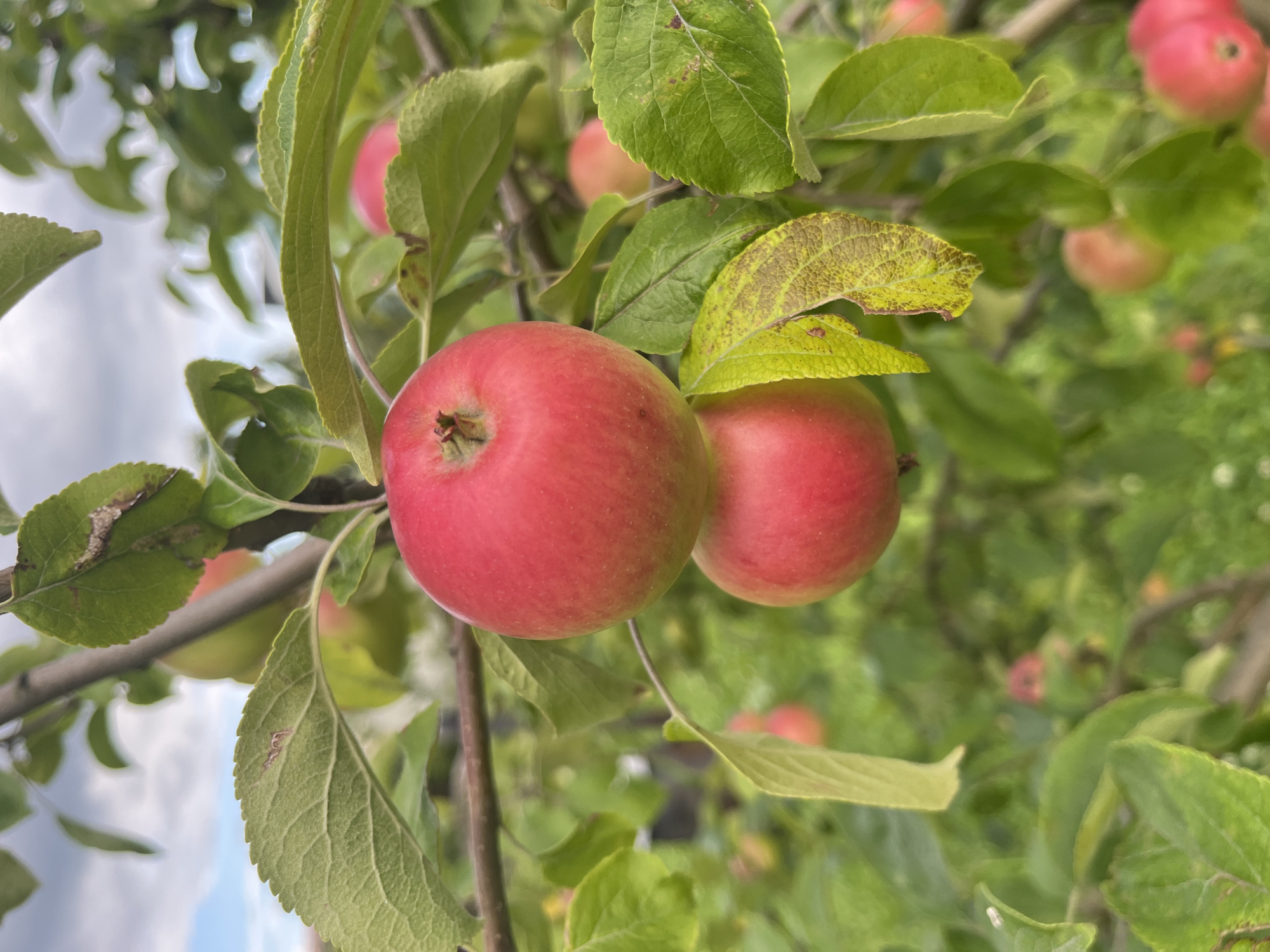 An apple tree branch with two red apples in the foreground, set against a blurry green background of more foliage and some sky. The apples are round and plump, with a slight sheen. The leaves are a vibrant green, with some showing signs of browning and decay. The overall impression is of a close-up, natural shot of fruit growing on a tree. The location is stated to be Vladimirovka, Russia.