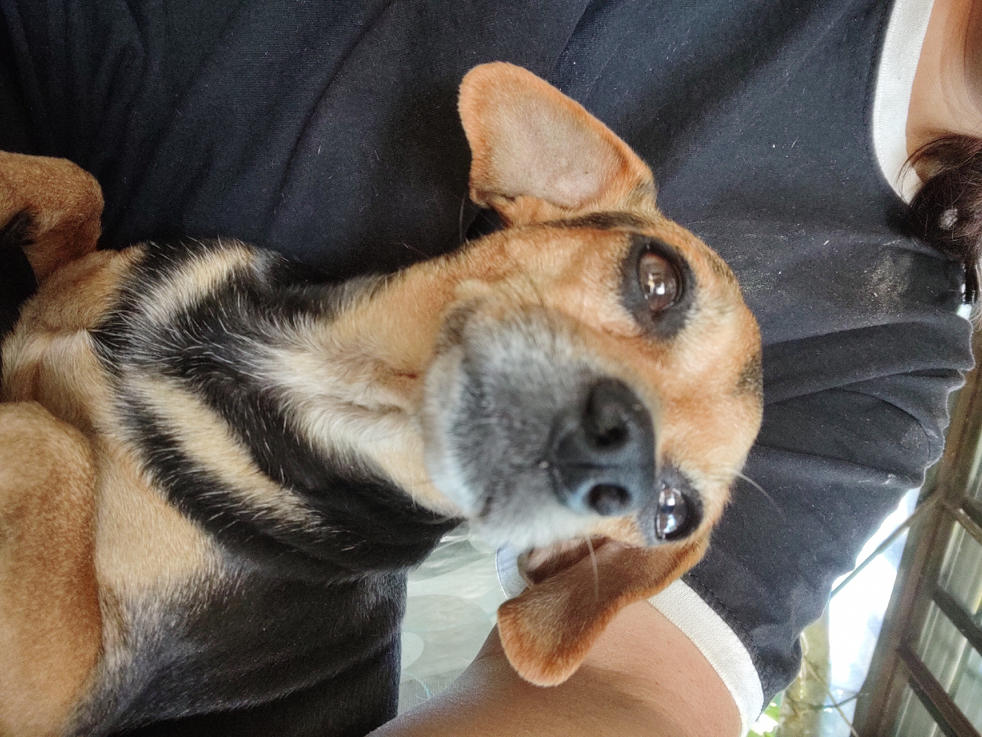 The image shows a close-up of a small, tan and black dog being held by a person wearing a black t-shirt with a white trim. The dog's head is in focus, with its ears perked up and eyes looking towards the camera. The background is blurred, but appears to be outdoors under a structure with a corrugated roof. The person's arm is visible on the right side of the image, and part of their shoulder and neck is visible on the left. The scene is likely within a domestic setting, possibly a yard or covered patio, in the city of Kochmar, Bulgaria.