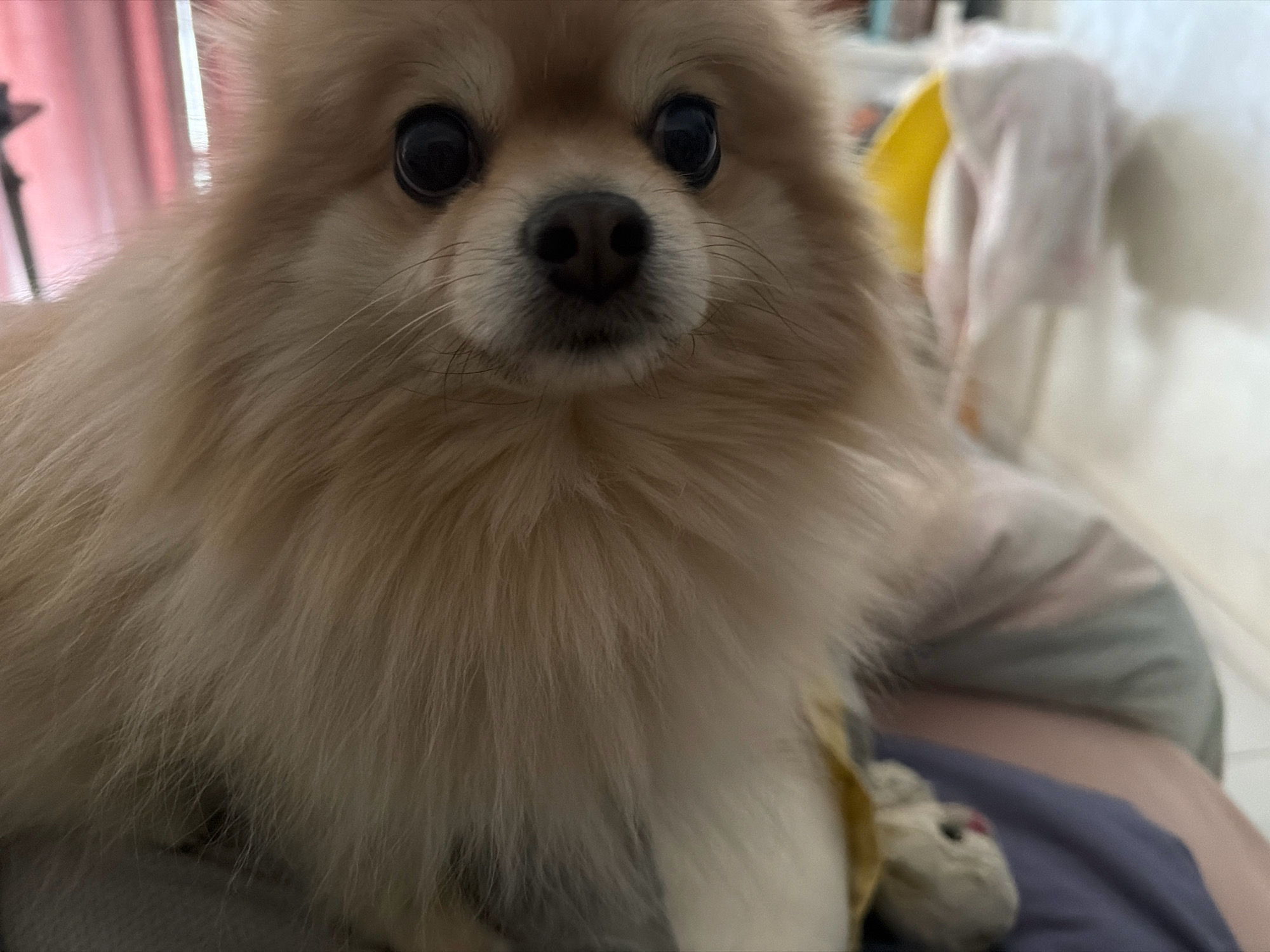 The image shows a close-up of a fluffy, light brown Pomeranian dog. The dog's face is the primary focus, with its large, dark eyes and black nose clearly visible. The dog appears to be indoors, possibly on a couch or bed, with soft furnishings in the background. The lighting is warm and diffused. No specific location in Tbilisi, Georgia, can be identified from the image.