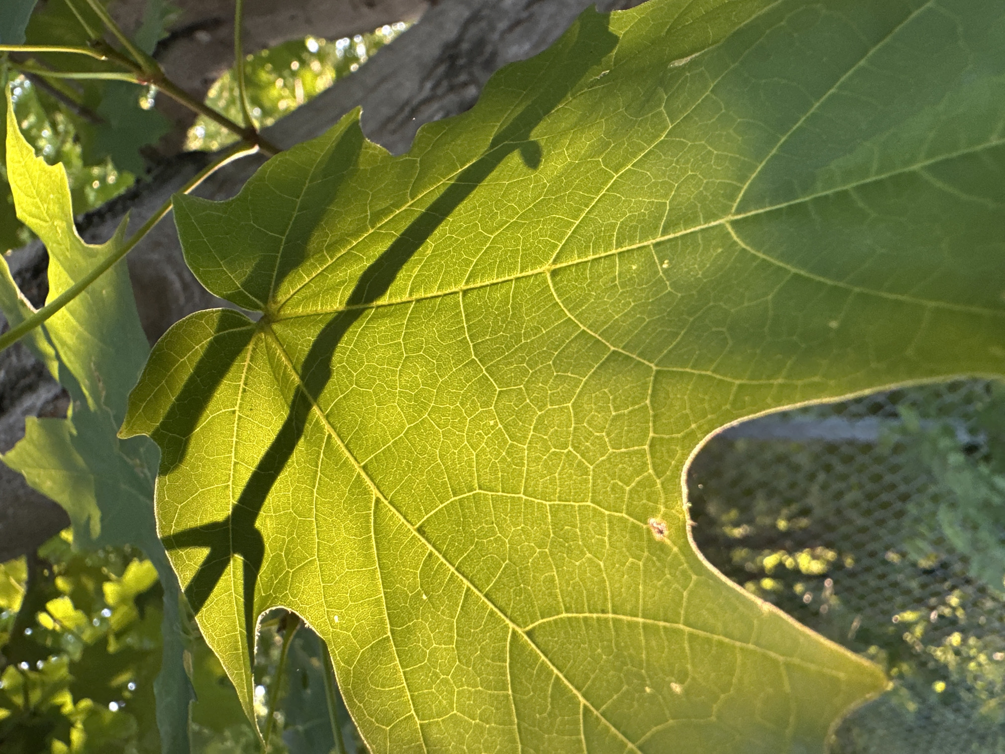 The image shows a close-up of a large, green leaf illuminated by sunlight, casting a shadow across its surface. The leaf exhibits a prominent vein structure and a serrated edge in the lower left quadrant. In the background, out-of-focus elements include green foliage, tree trunks, and what appears to be a chain-link fence. The scene is outdoors, with the sunlight suggesting it is daytime. Without additional information or context, it is impossible to determine the specific location within McMasterville, Canada. There are no people or identifiable actions depicted in the image.