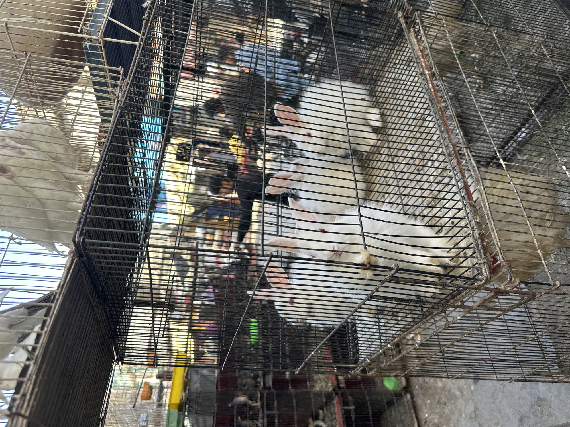 This is a photograph of a bird and rabbit market in Quetta City Tehsil, Pakistan. The scene depicts multiple cages stacked on top of each other, filled with various animals. In the foreground, several white rabbits with red eyes are visible within a cage. Above them, in a higher cage, are what appear to be white pigeons. In the background, blurred figures of people can be seen, suggesting a bustling market environment. The cages are made of metal bars and appear somewhat aged and worn. The overall impression is that of a crowded animal market, likely outdoors given the natural light.