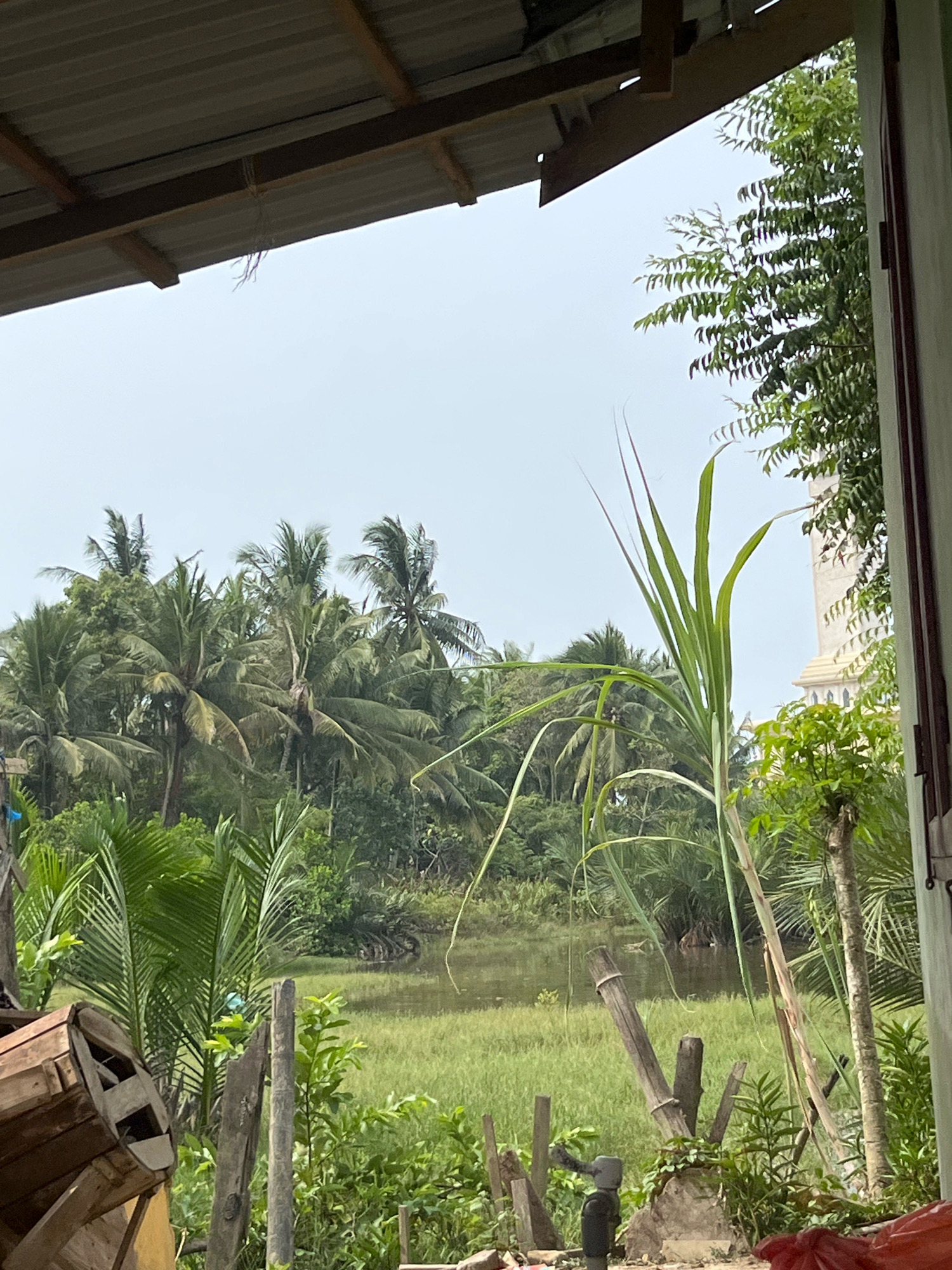 This image depicts a view from a covered outdoor area, possibly a porch or shelter, overlooking a lush green landscape with a body of water. The foreground shows parts of wooden structures and vegetation. To the left, a portion of a wooden barrel or container is visible. In the center, there are several wooden posts and dense green foliage, including tall sugarcane-like plants.
The midground is dominated by a wide expanse of green grass or reeds bordering a calm body of water. A dense line of various trees, primarily palm trees, forms a backdrop, suggesting a tropical or subtropical environment.
In the background, on the right side, a tall, cream-colored building with architectural features resembling a minaret or tower is partially visible amongst the trees. This building, along with the dense tropical vegetation, points to a location in a region where such structures and flora are common. The sky is overcast, indicating possibly a humid or rainy climate.
Based on the visual cues, the location is likely Kruengmate, Indonesia, given its geographical setting characterized by tropical vegetation and the presence of religious or architectural structures common in Indonesian communities. There are no people or animals clearly visible in the image. The scene is static and appears to be a general landscape view.